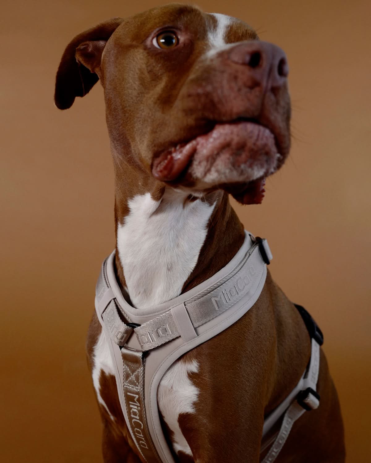 MODENA HARNESS | רתמה לכלב