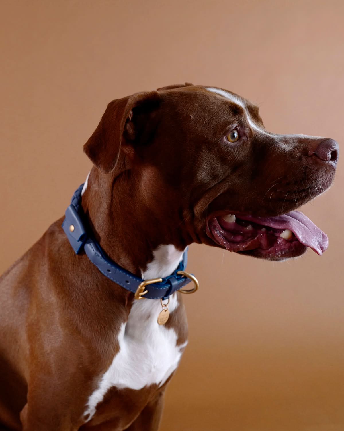 קולר עור לכלבים