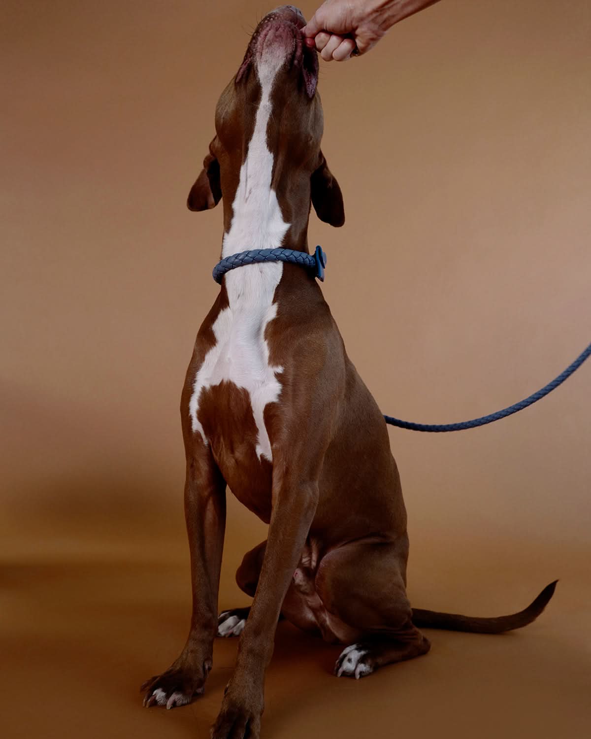 קולר עור לכלבים