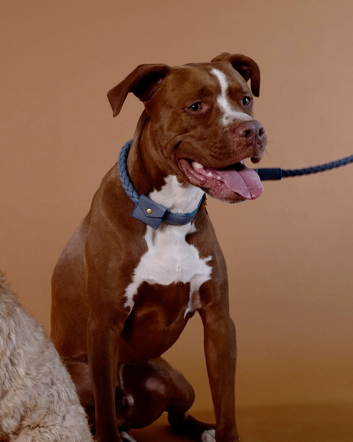 קולר עור לכלבים