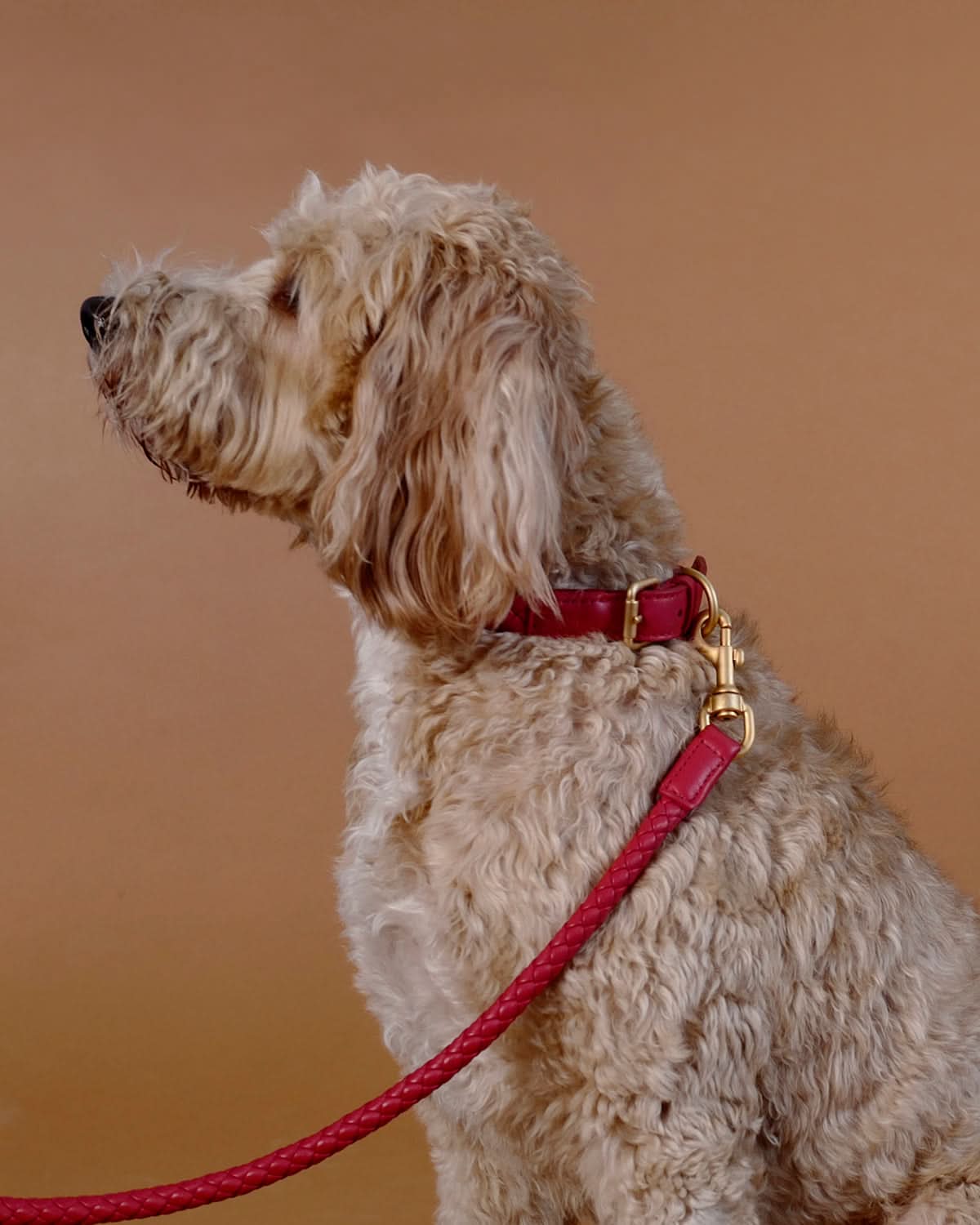 FERDINANDO NAPPA LEATHER LEASH | רצועת עור נאפה לכלב