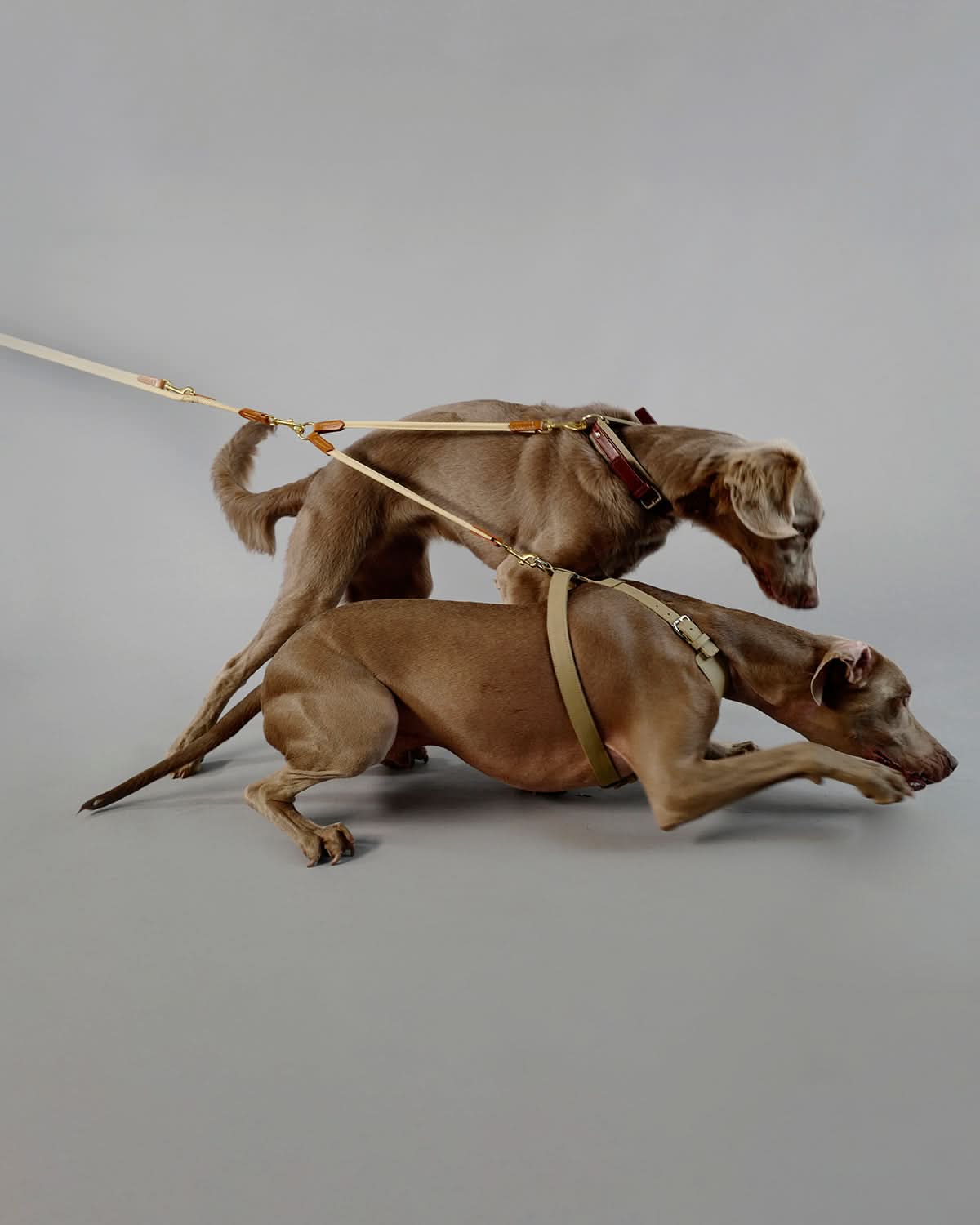 רצועת עור זוגית לכלבים