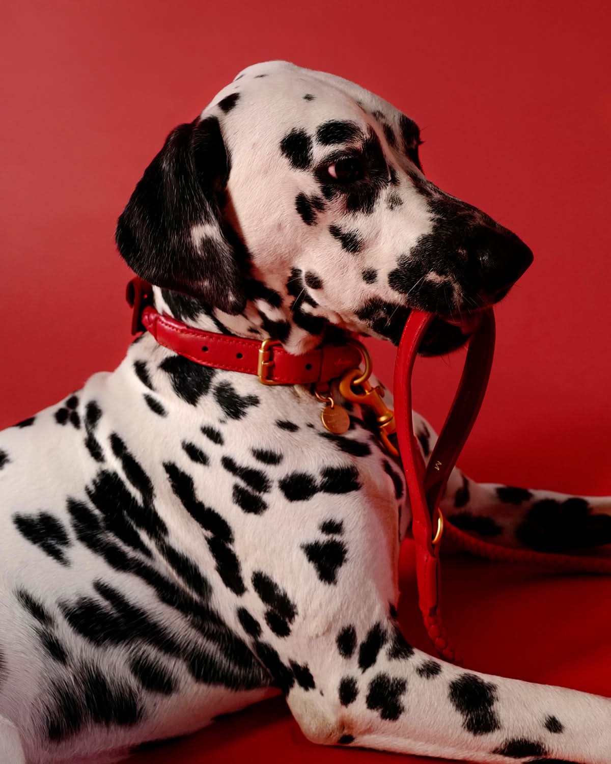 FERDINANDO NAPPA LEATHER LEASH | רצועת עור נאפה לכלב