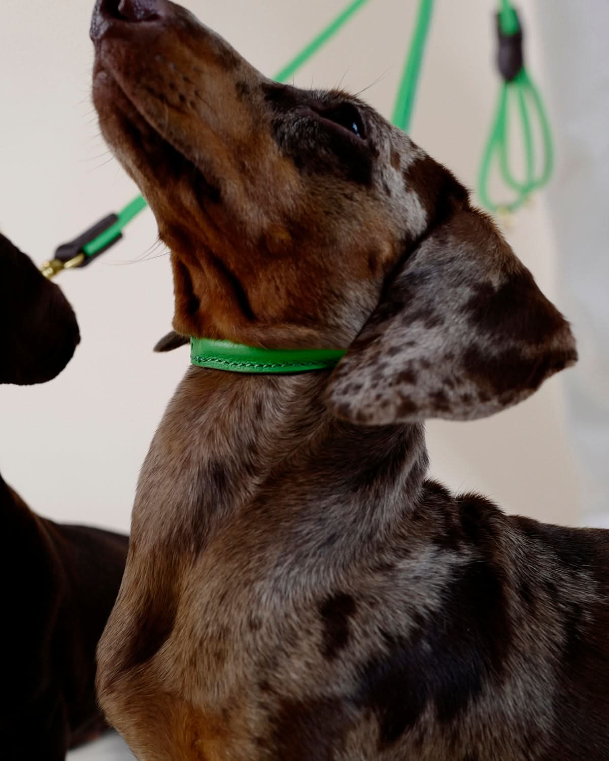 ROLLED SOFT LEATHER COLLAR | קולר עור לכלב