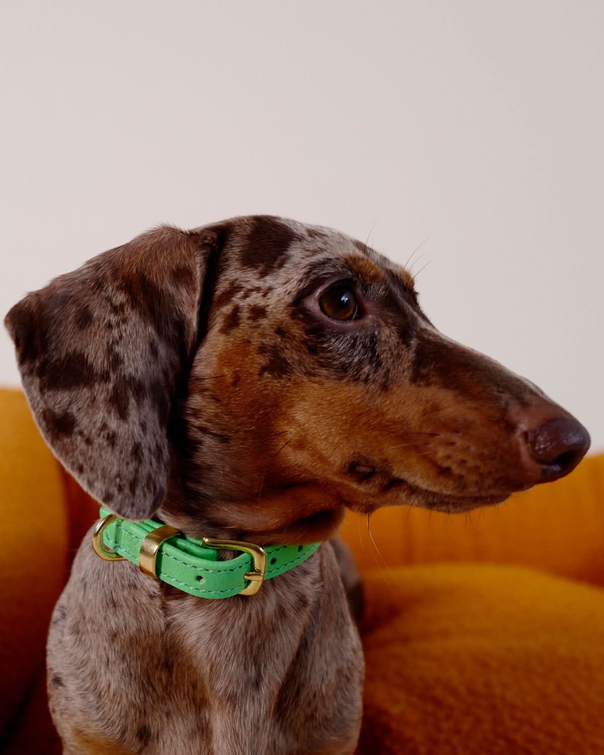 ROLLED SOFT LEATHER COLLAR | קולר עור לכלב