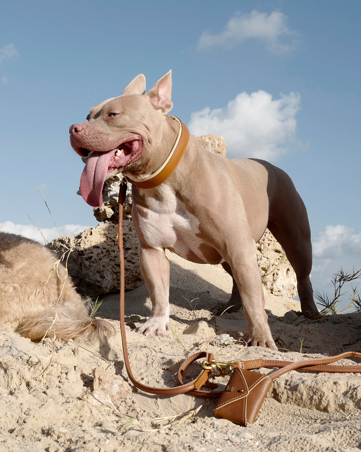 PooSh Poo Bags Holder | נרתיק לשקיות איסוף לכלב