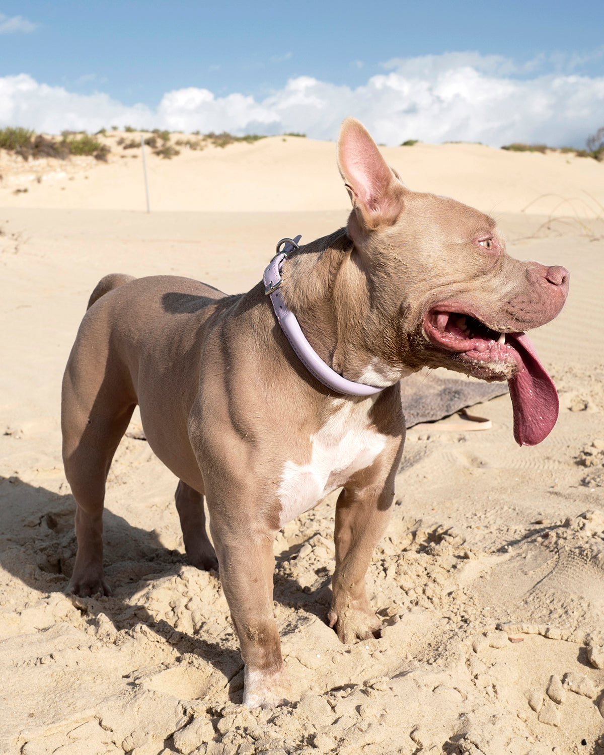 ROLLED SOFT LEATHER COLLAR | קולר עור לכלב