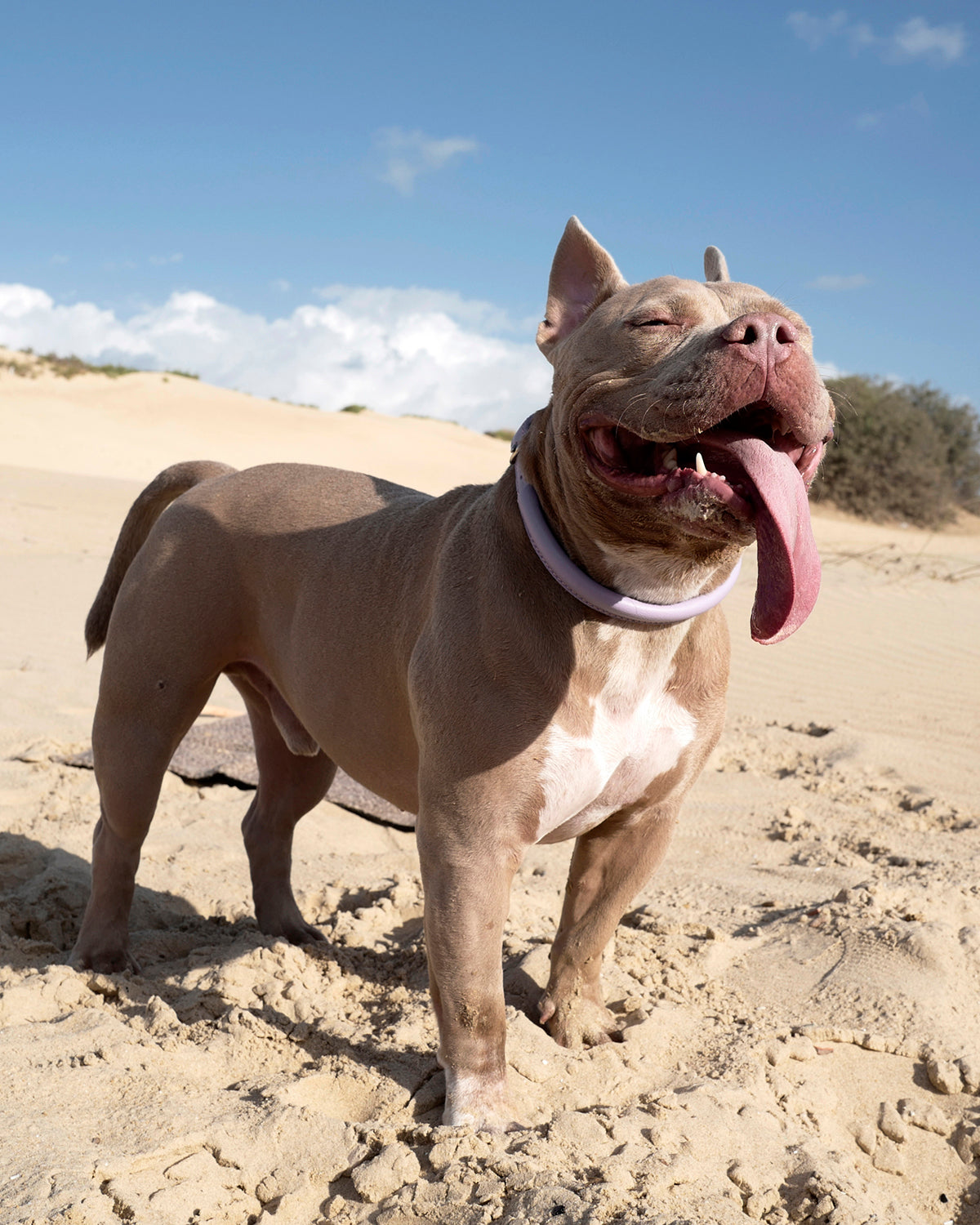 ROLLED SOFT LEATHER COLLAR | קולר עור לכלב