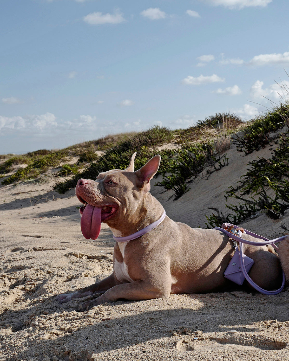 ROLLED SOFT LEATHER COLLAR | קולר עור לכלב