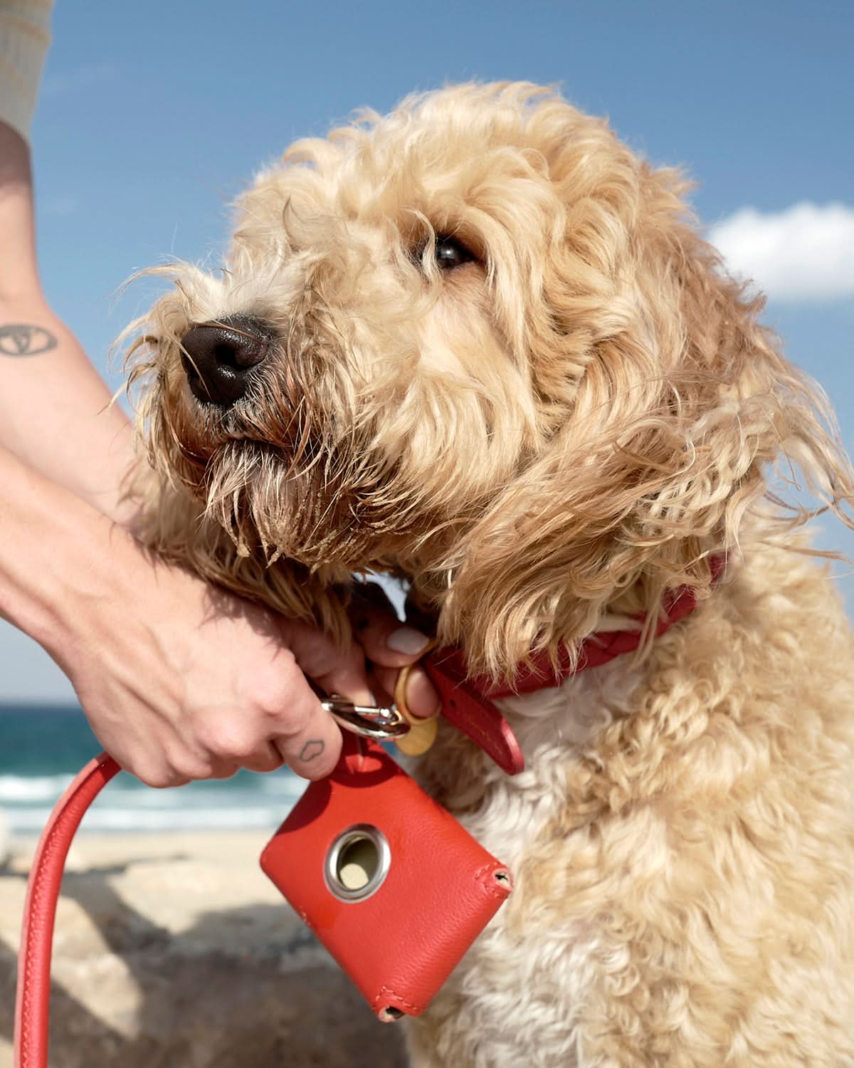 PooSh Poo Bags Holder | נרתיק לשקיות איסוף לכלב