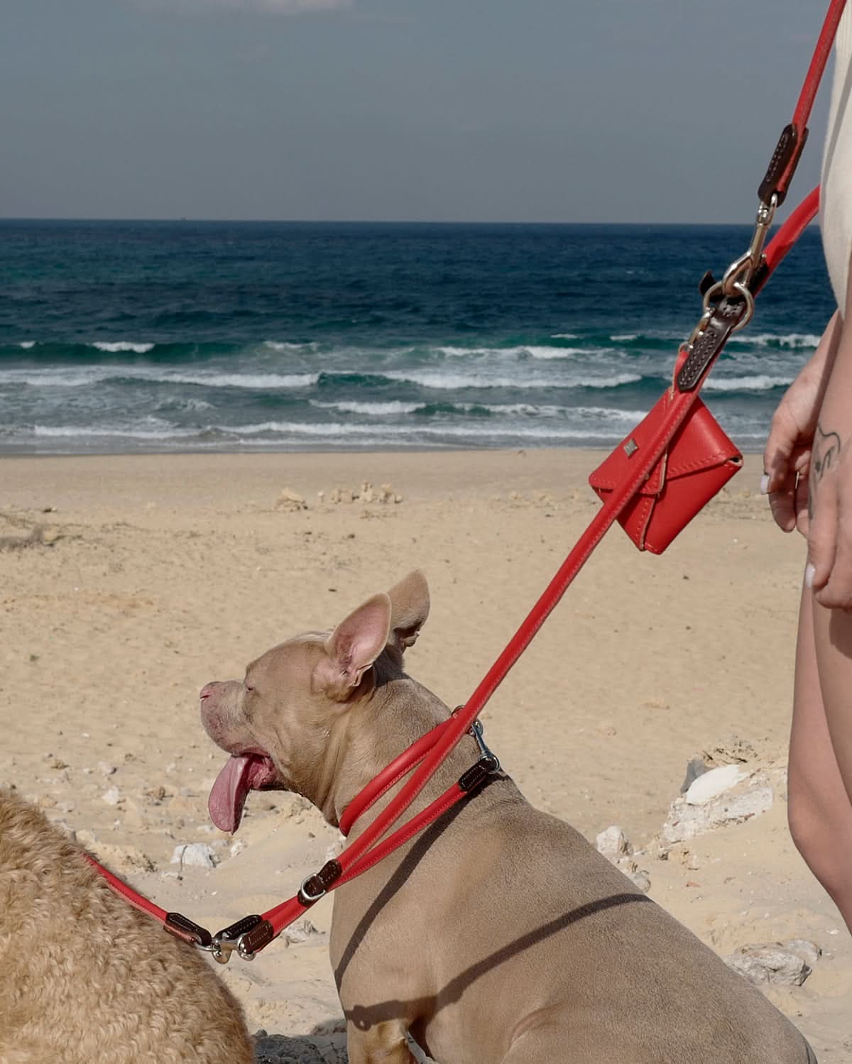 PooSh Poo Bags Holder | נרתיק לשקיות איסוף לכלב