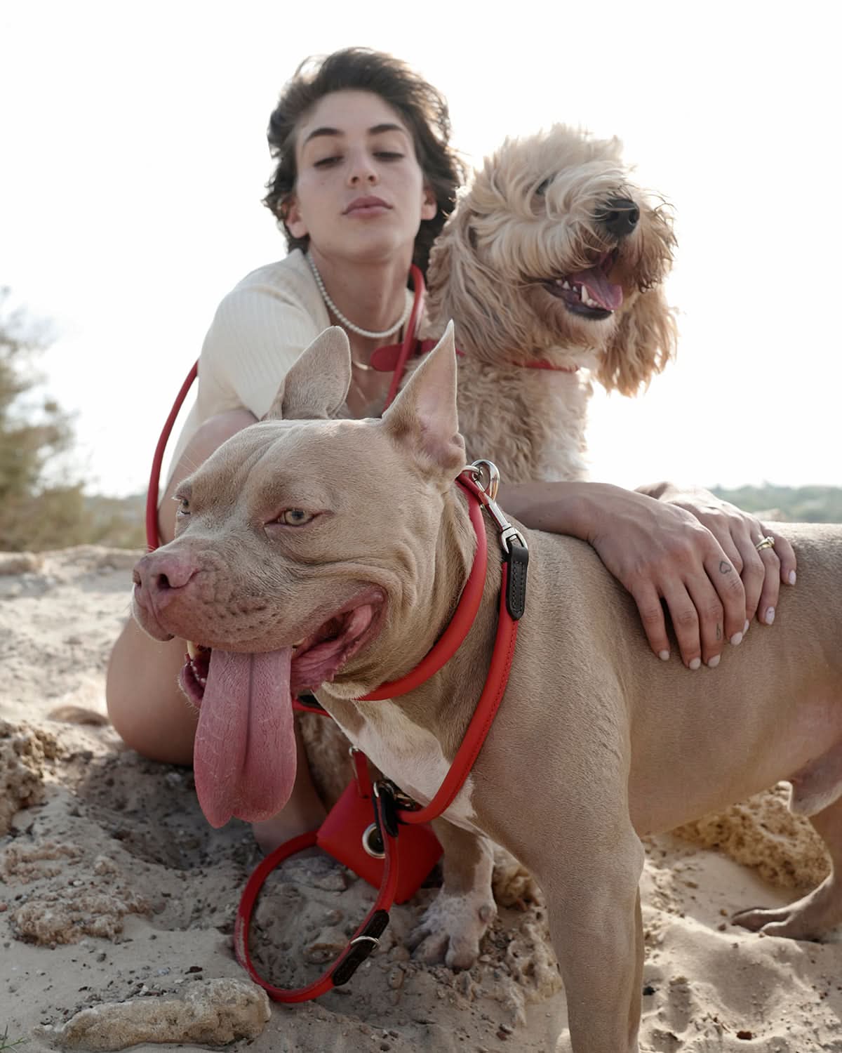 רצועת עור זוגית לכלבים