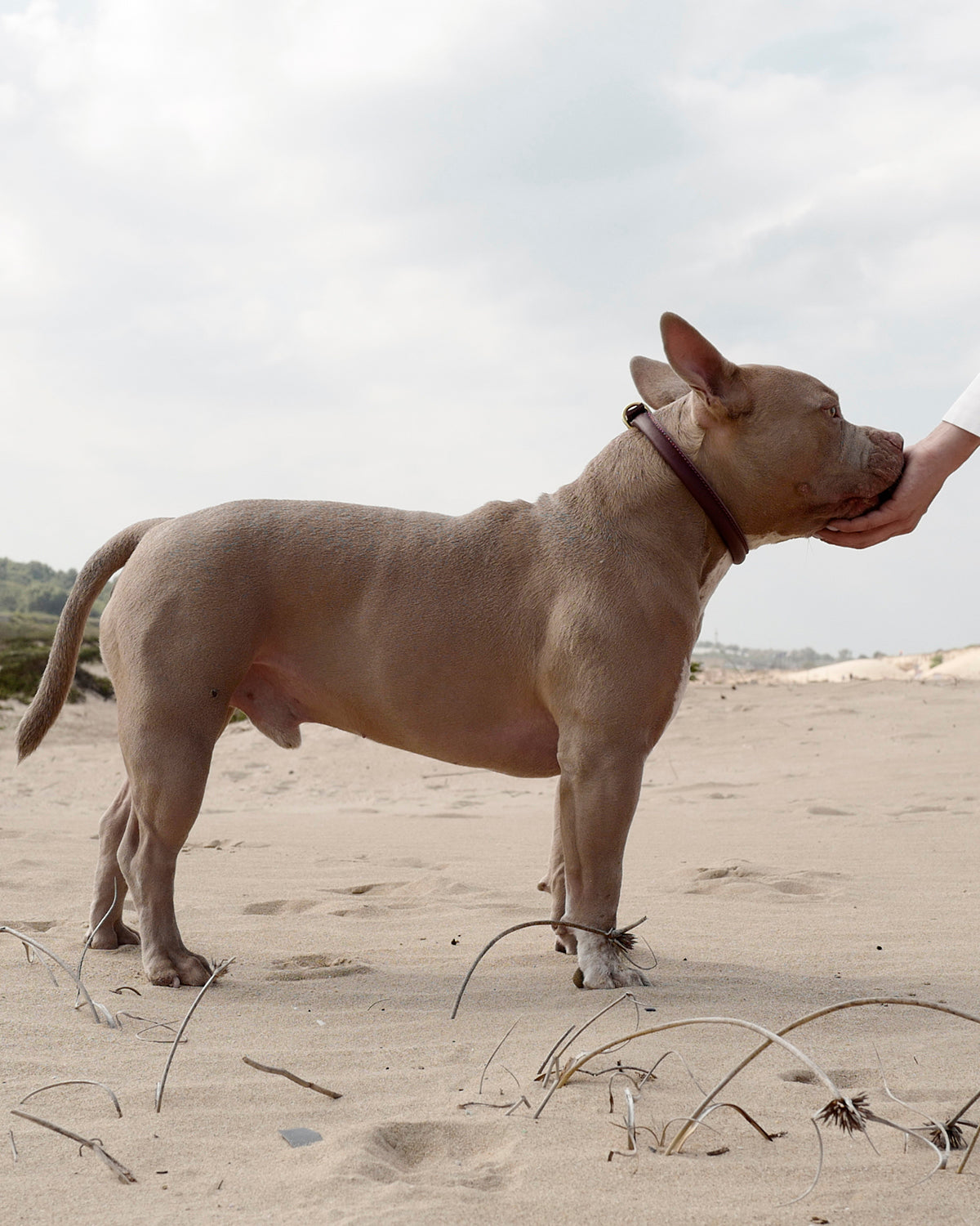 ROLLED SOFT LEATHER COLLAR | קולר עור לכלב