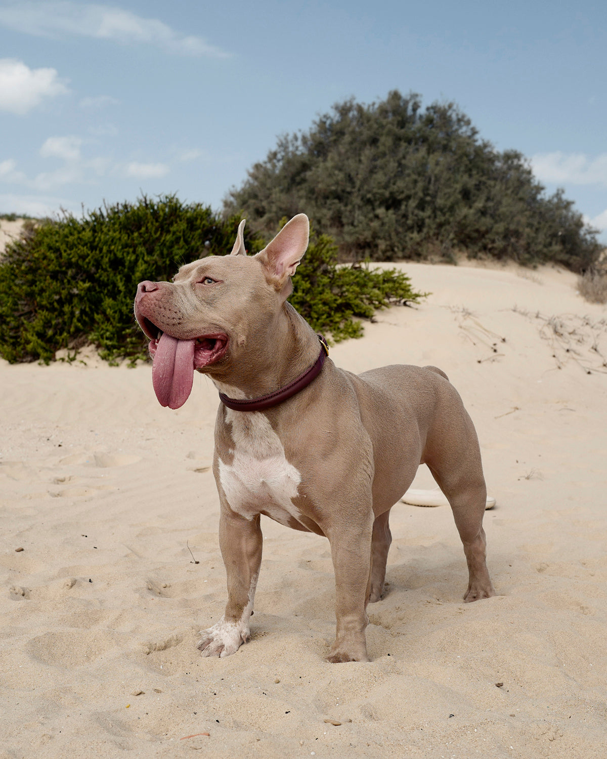 ROLLED SOFT LEATHER COLLAR | קולר עור לכלב