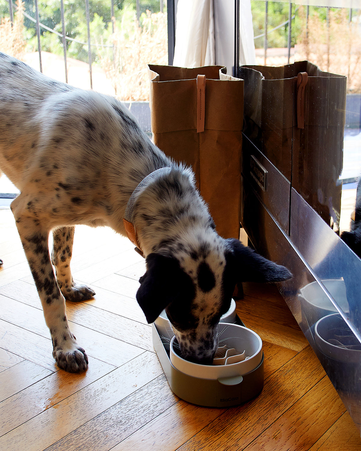 סט קערות לחתול וכלב
