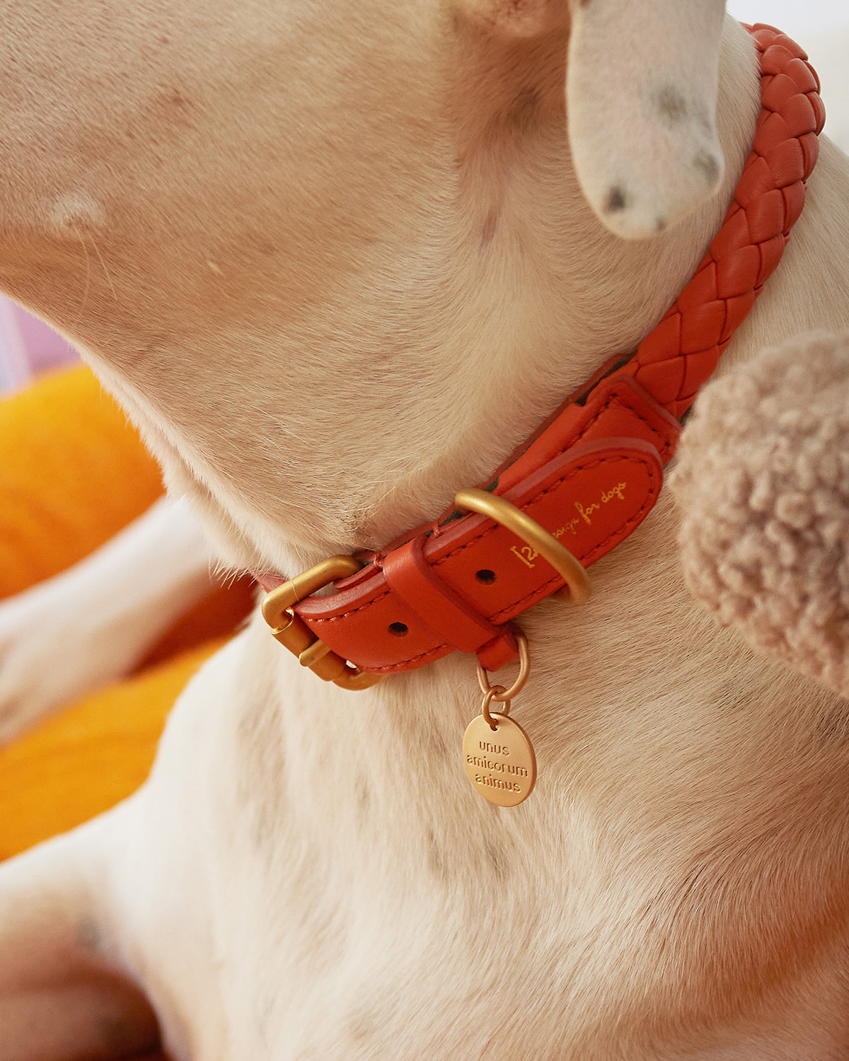 קולר לכלב, קולר עור לכלבים