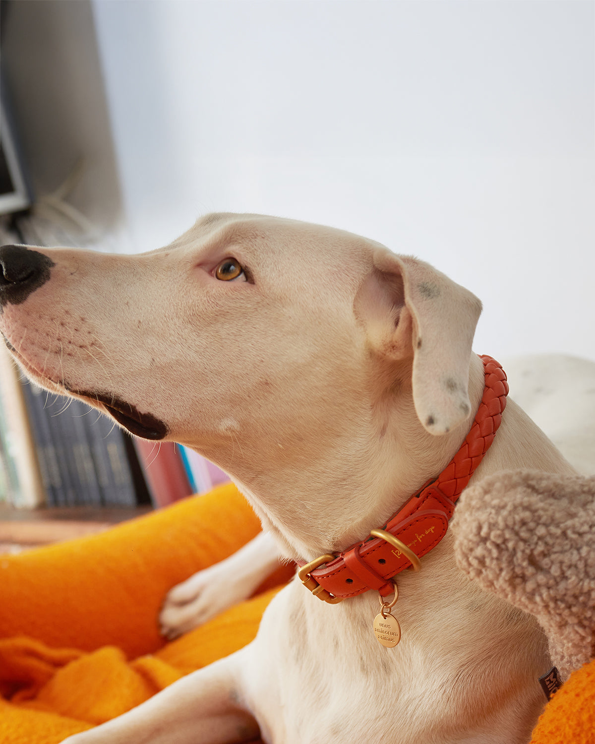 קולר לכלב, קולר עור לכלבים