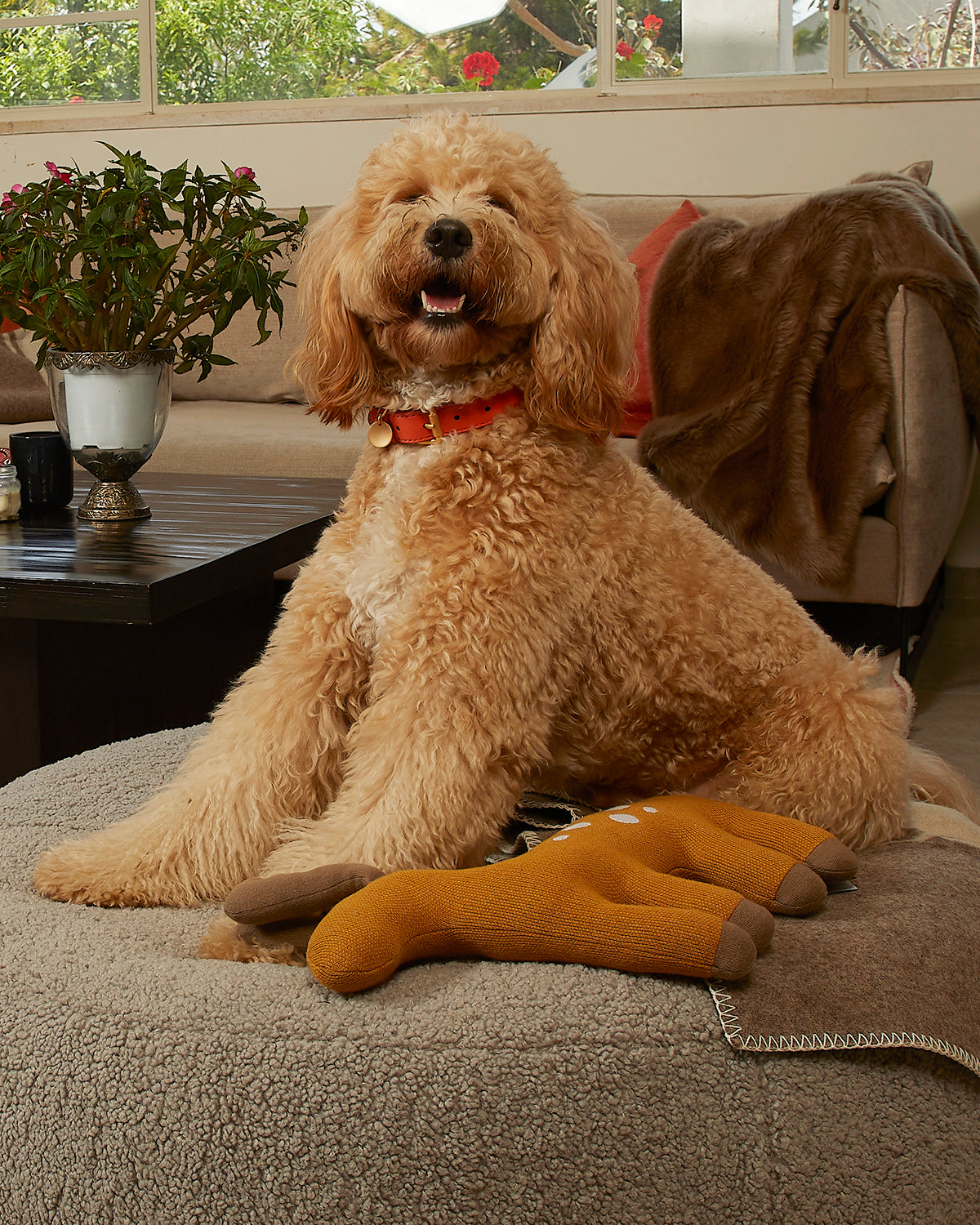 קולר לכלב, קולר עור לכלבים