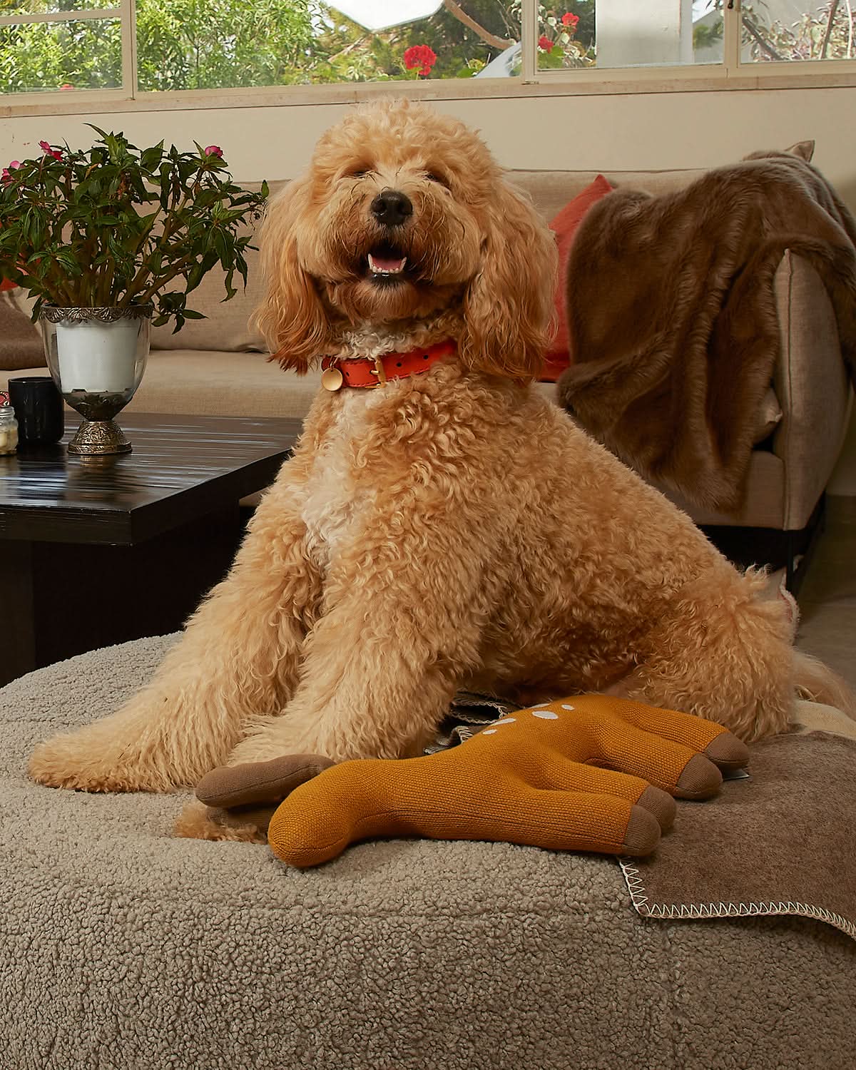 קולר לכלב, קולר עור לכלבים