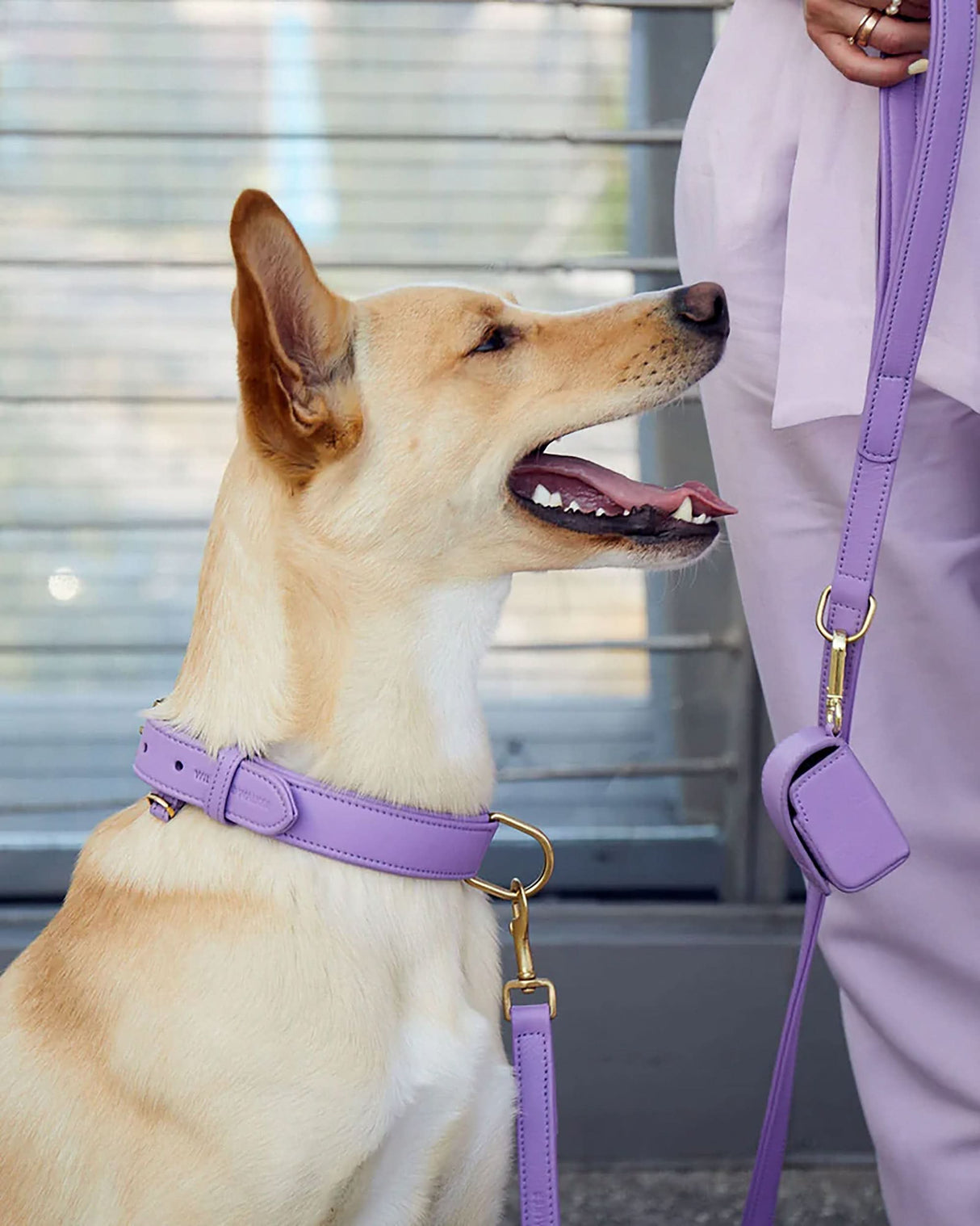 Plain Leather Collar | קולר עור לכלב