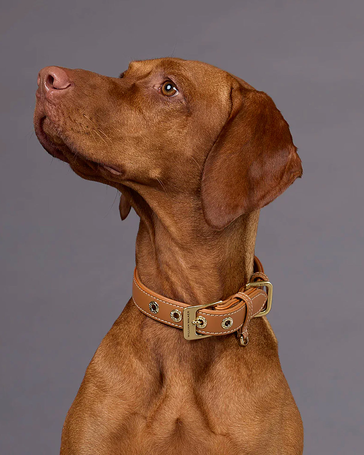 Luxe Smooth Leather Dog Collar | קולר עור נאפה לכלב