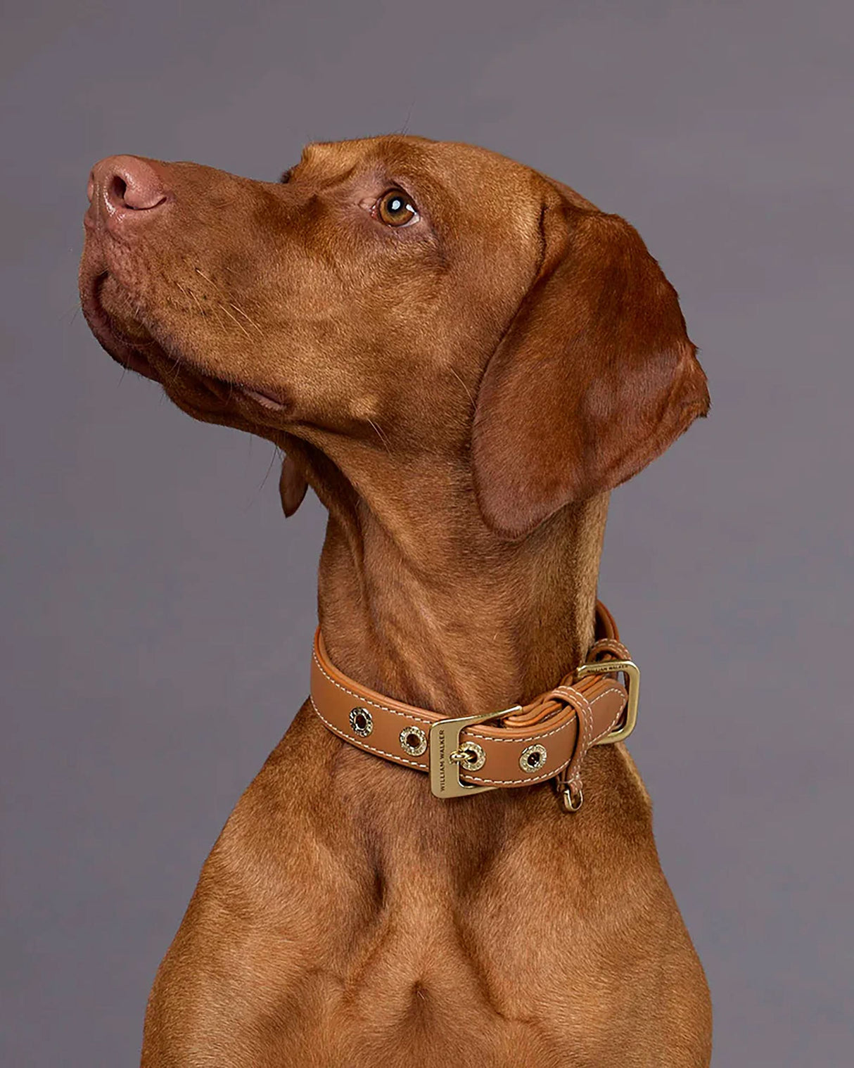 Luxe Smooth Leather Dog Collar | קולר עור נאפה לכלב