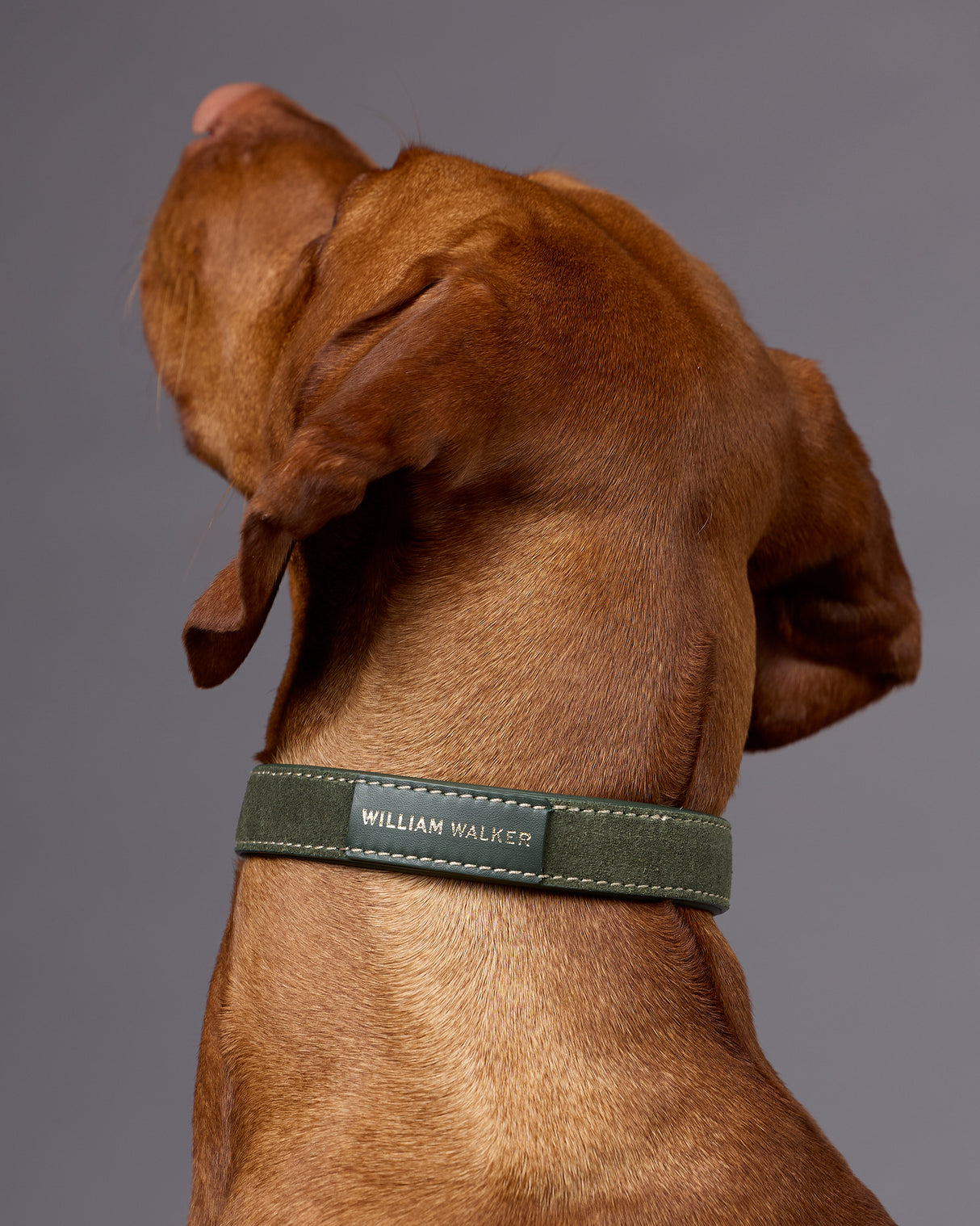 Luxe Suede Leather Dog Collar | קולר עור זמש לכלב
