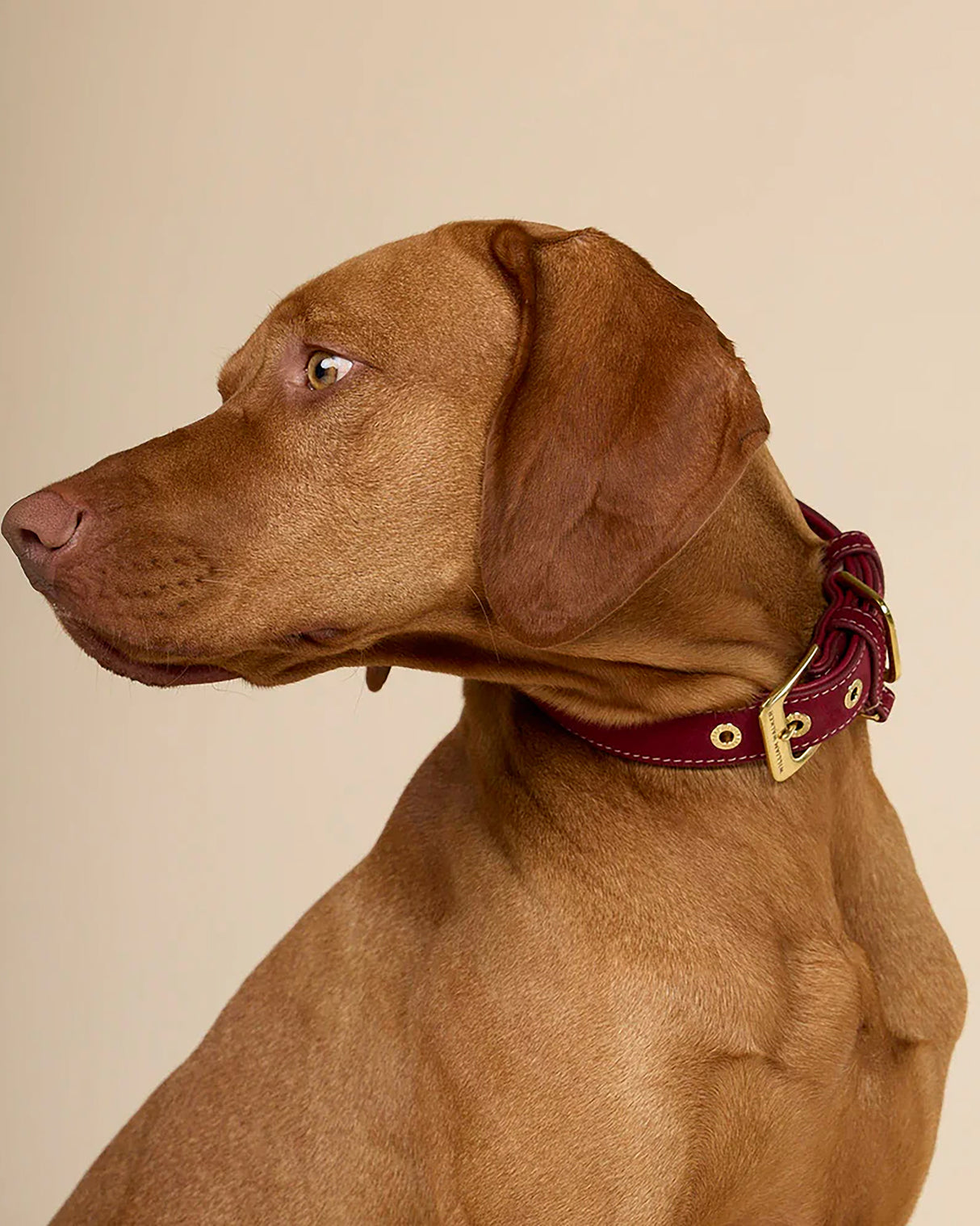 Luxe Suede Leather Dog Collar | קולר עור זמש לכלב