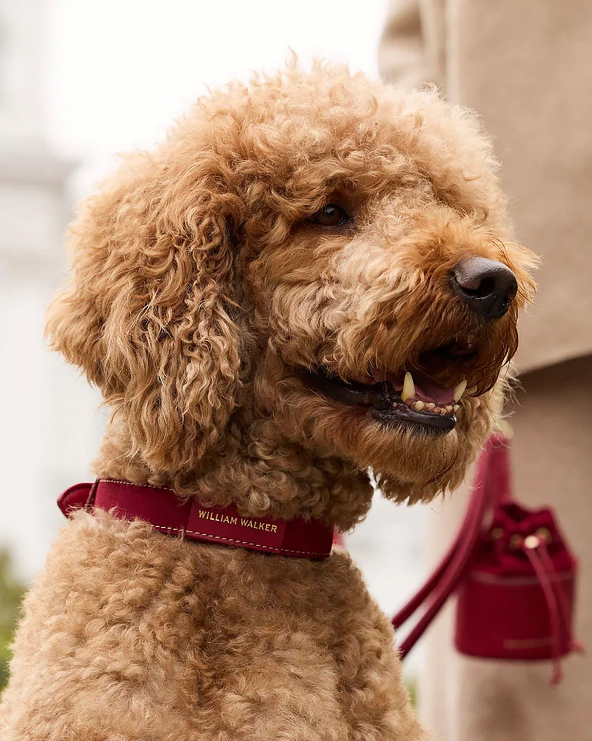 Luxe Suede Leather Dog Collar | קולר עור זמש לכלב