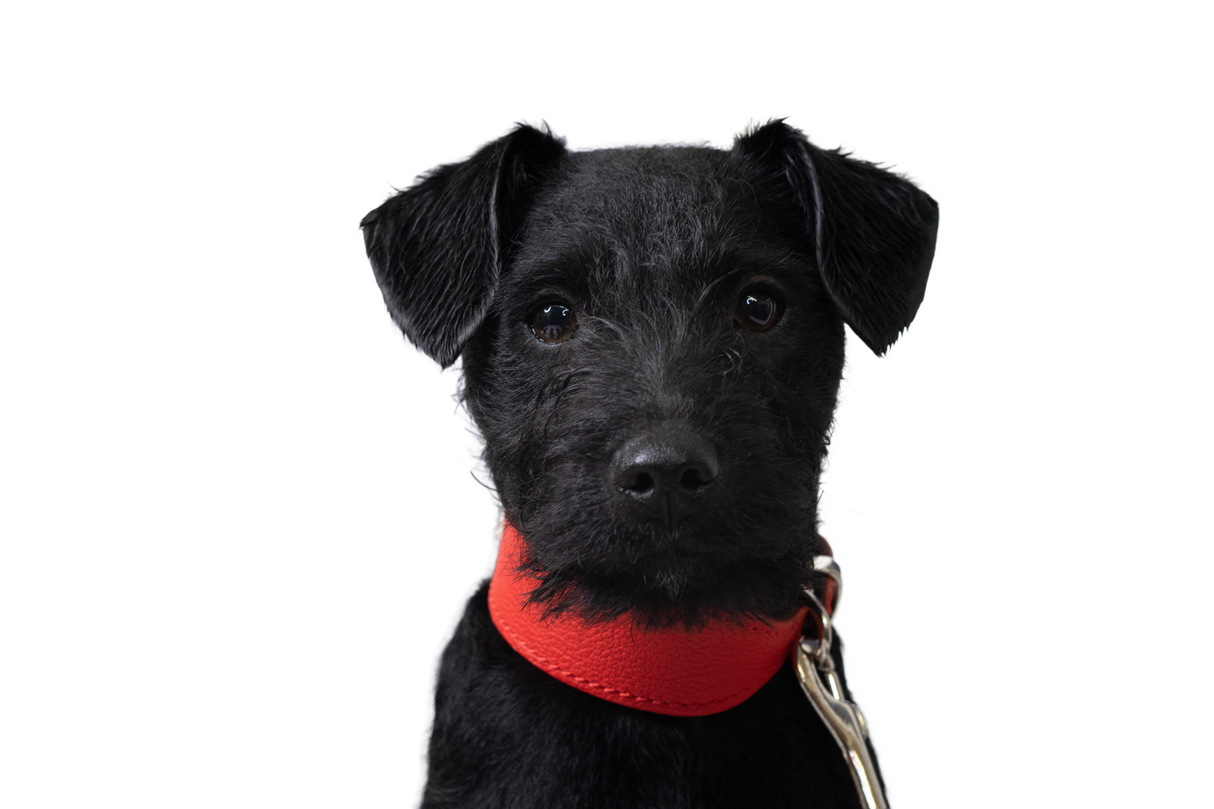 FLAT & WIDER COLLAR | קולר עור רחב לכלב