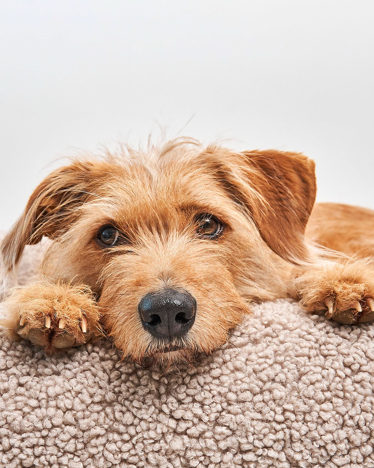 SENSO DOG BOX BED | מיטה אורתופדית לכלב