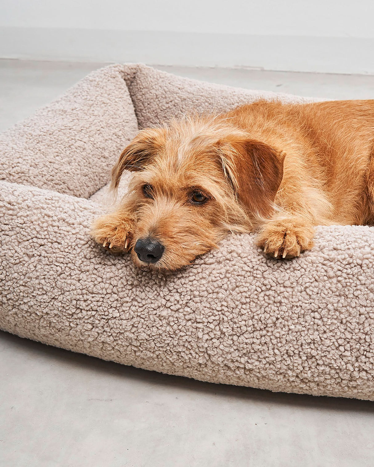 SENSO DOG BOX BED | מיטה אורתופדית לכלב