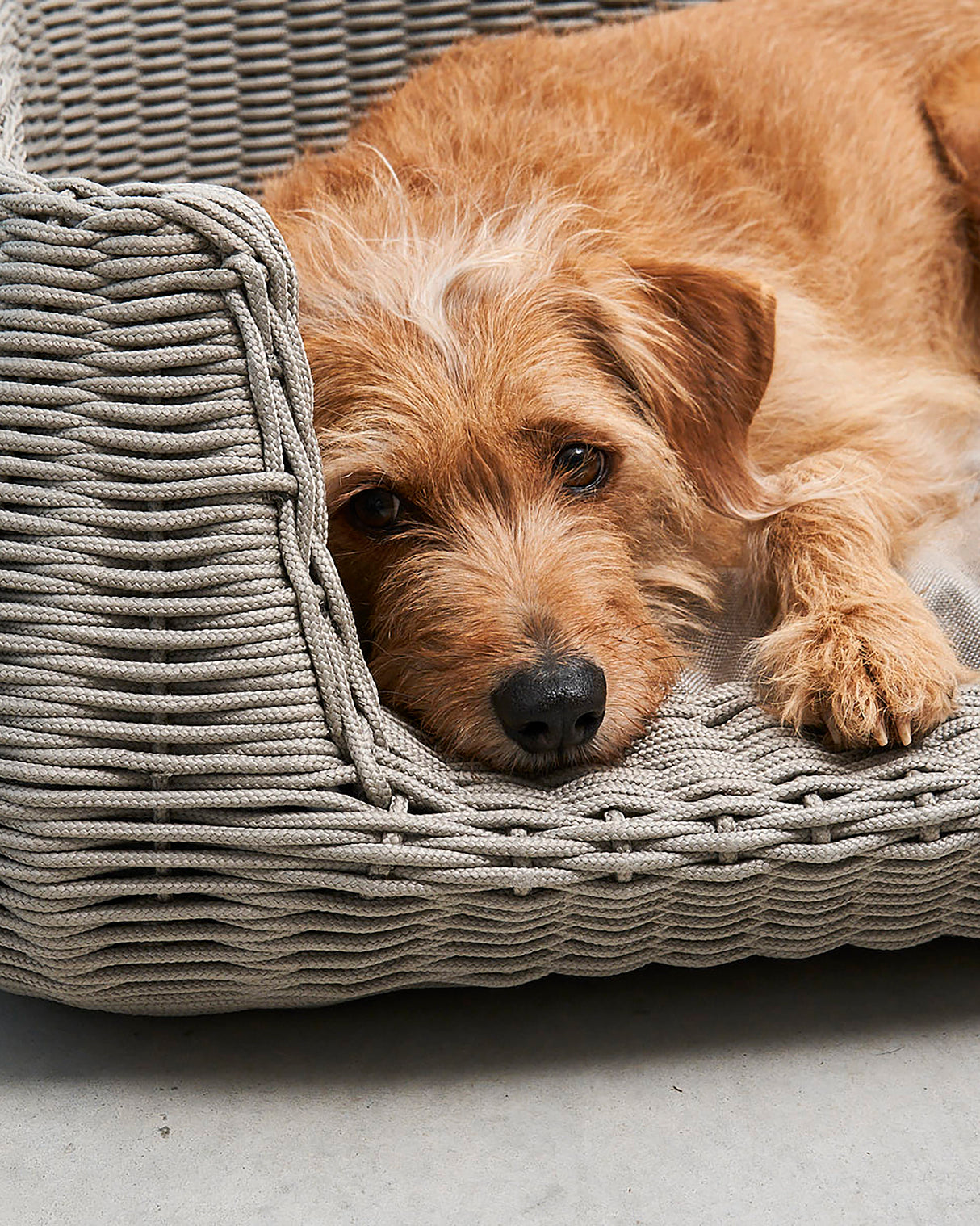 MIO ROPE DOG BED BASKET | מיטת פנים וחוץ לכלבים