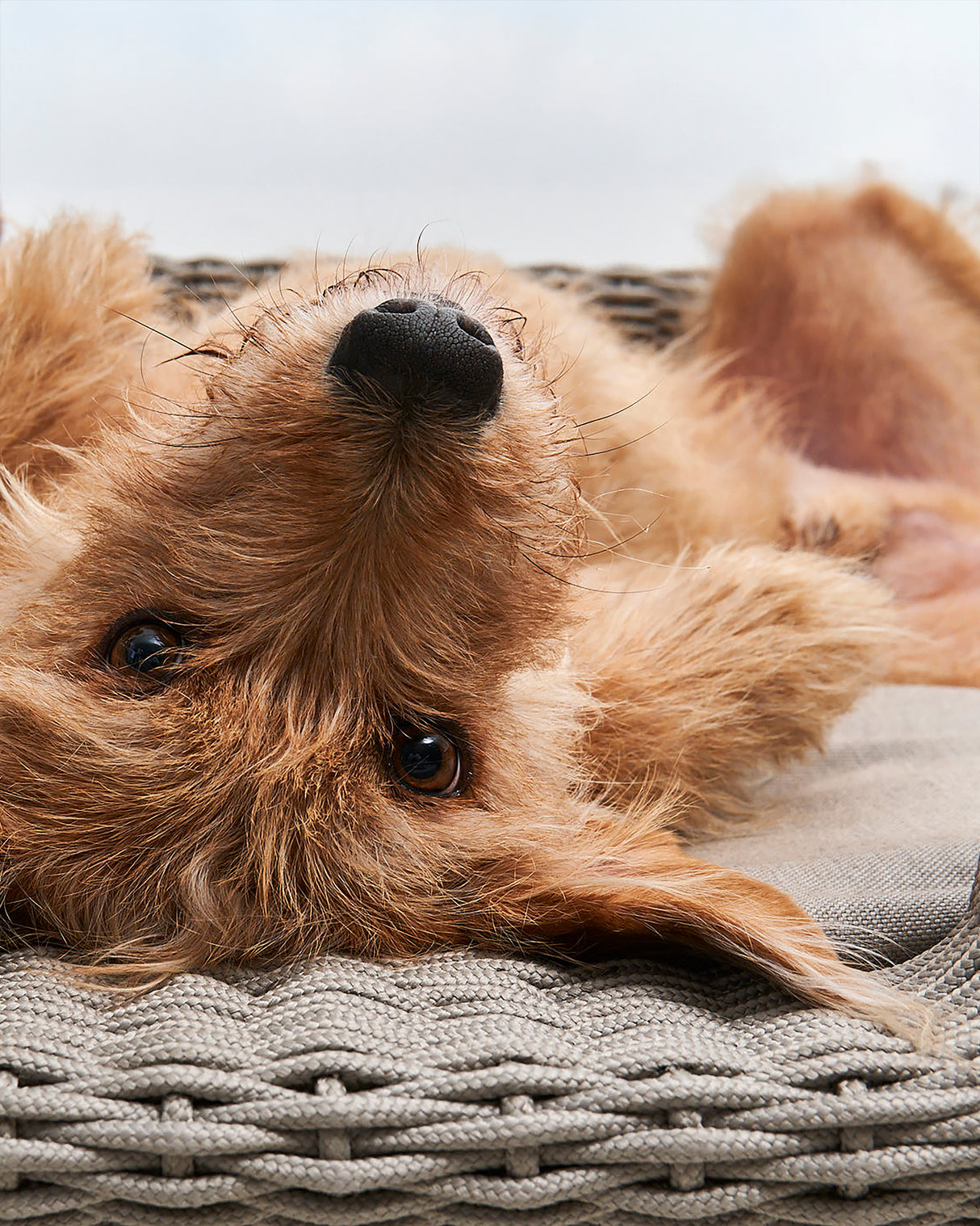 MIO ROPE DOG BED BASKET | מיטת פנים וחוץ לכלבים