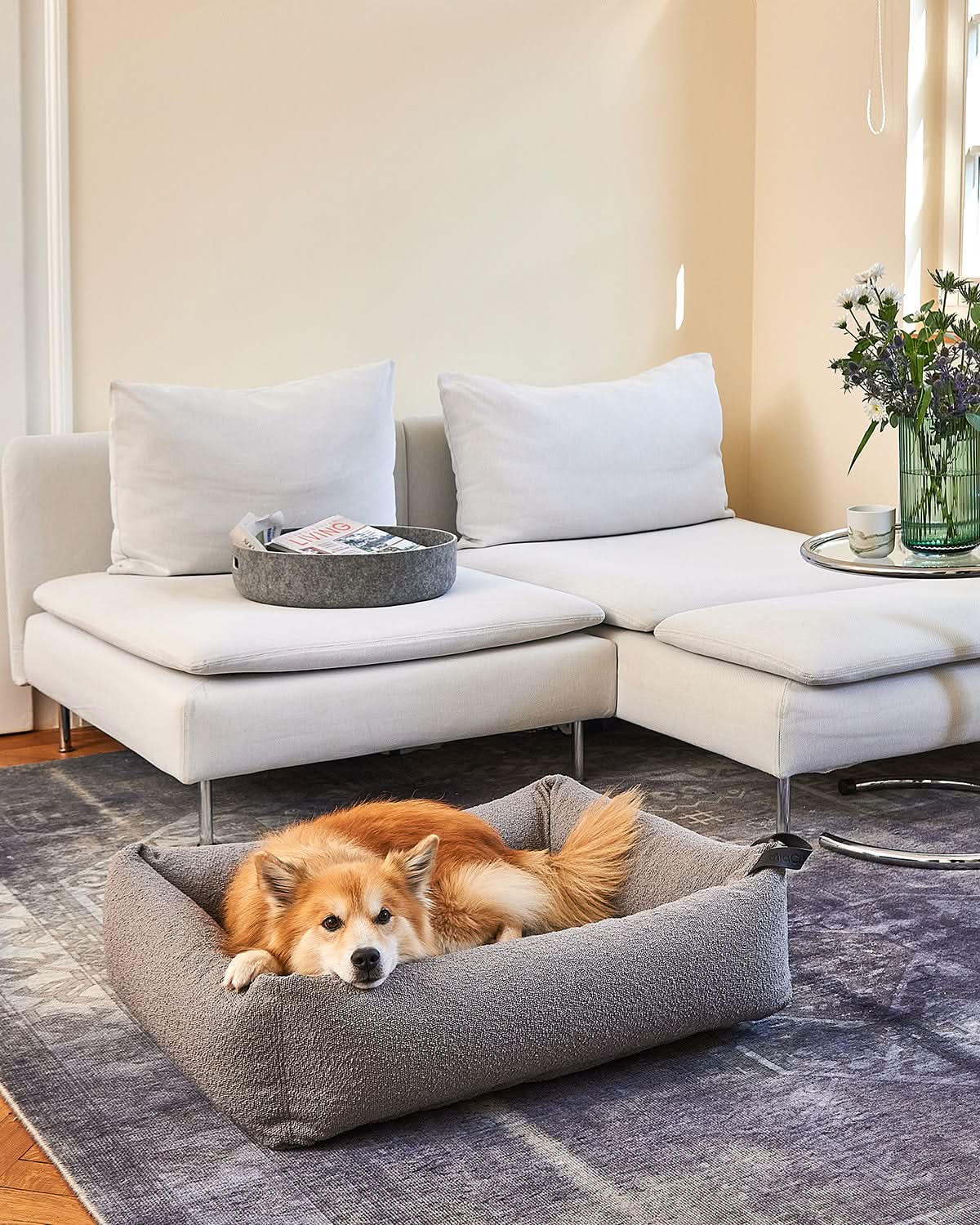 MONDO DOG BOX BED | מיטה לכלב