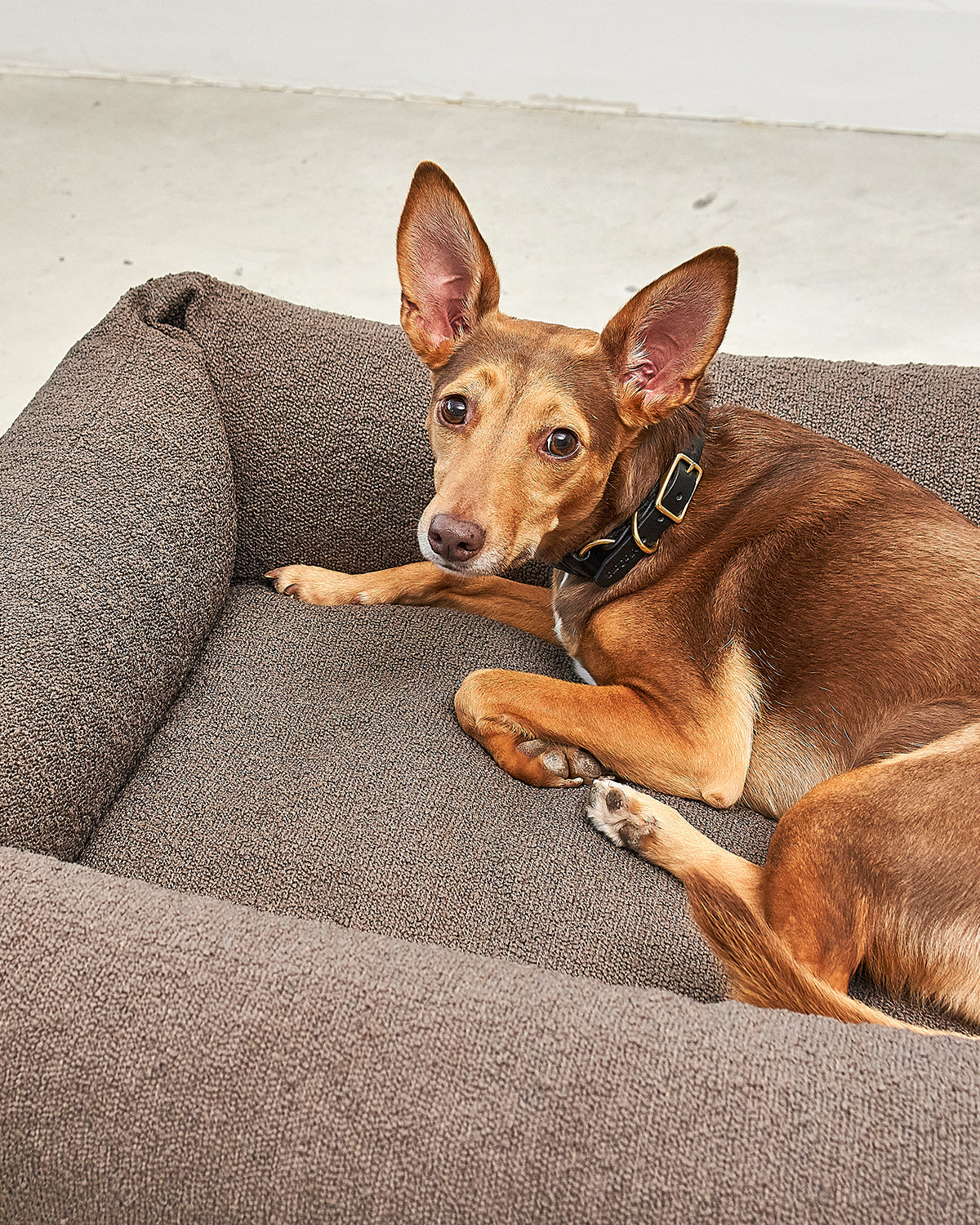 MONDO DOG BOX BED | מיטה לכלב