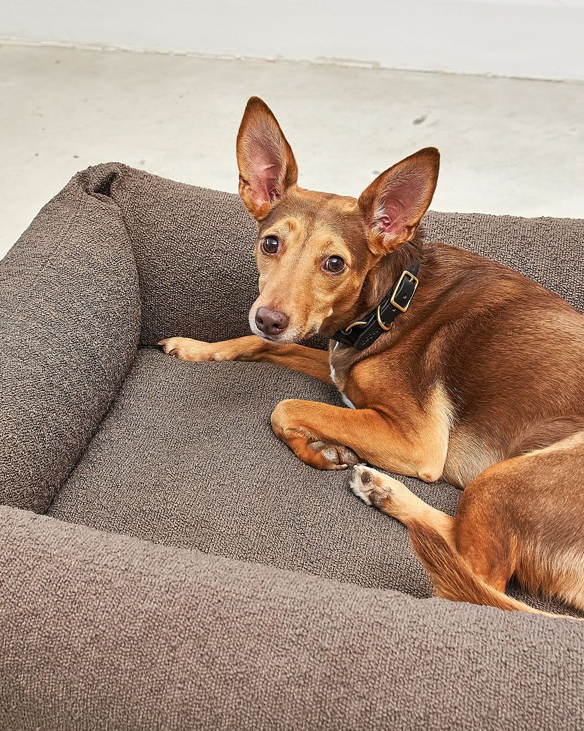 MONDO DOG BOX BED | מיטה לכלב