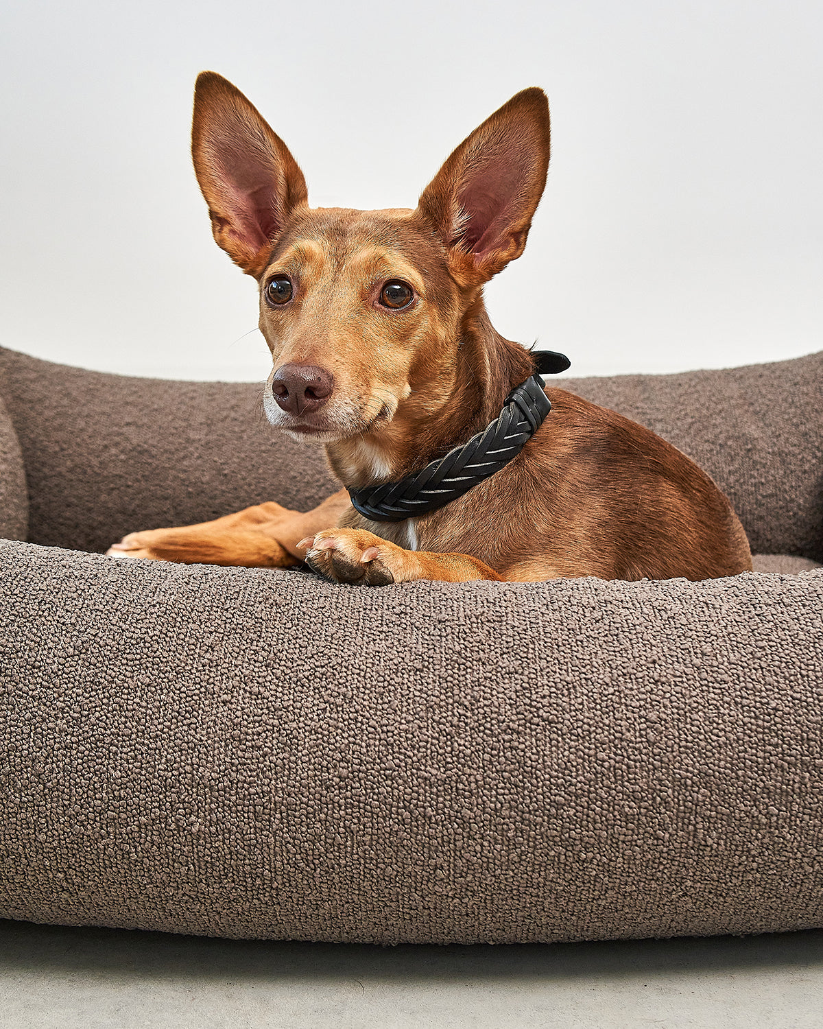 MONDO DOG BOX BED | מיטה לכלב