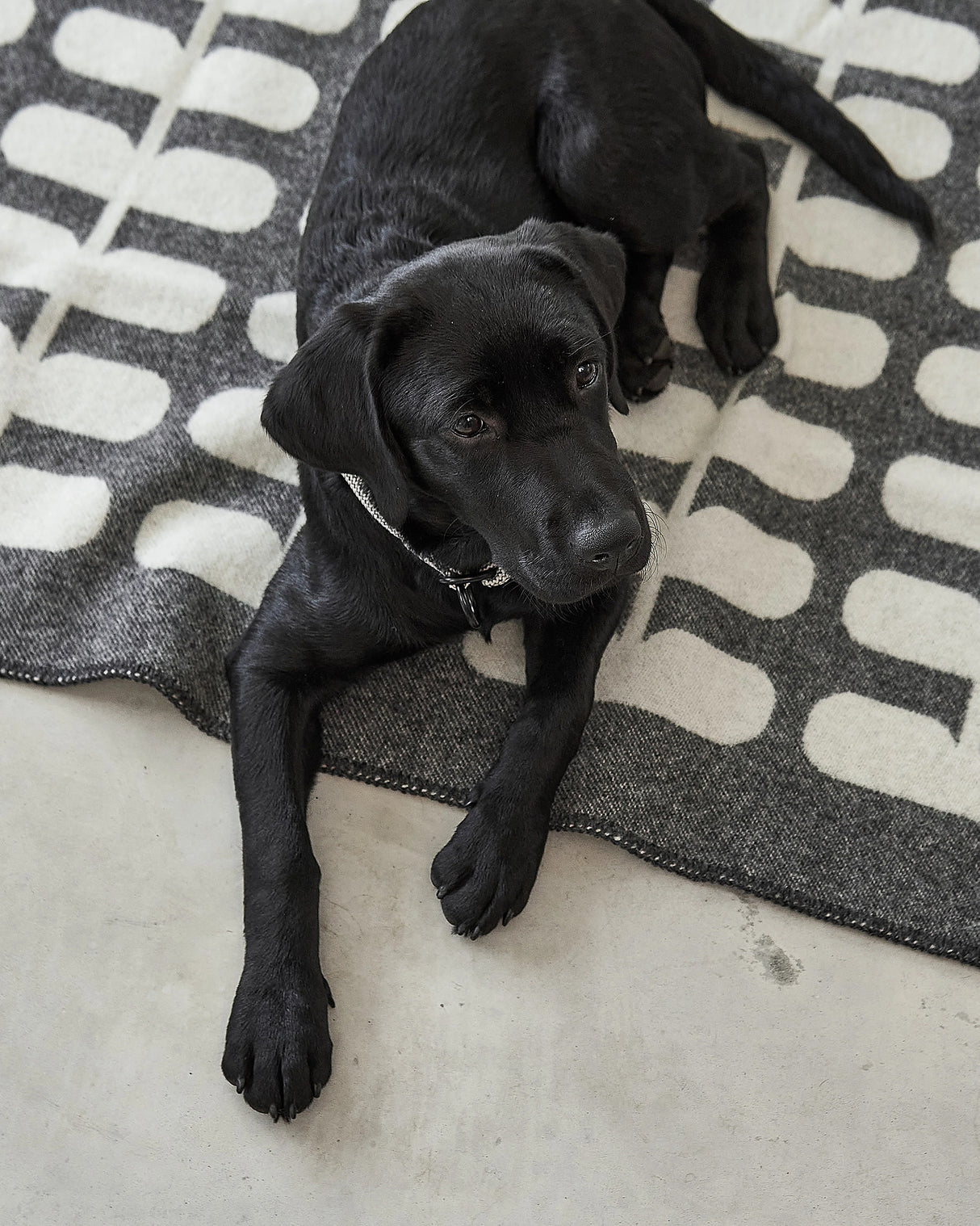 FLORA DOG WOOL BLANKET | שמיכה לכלב