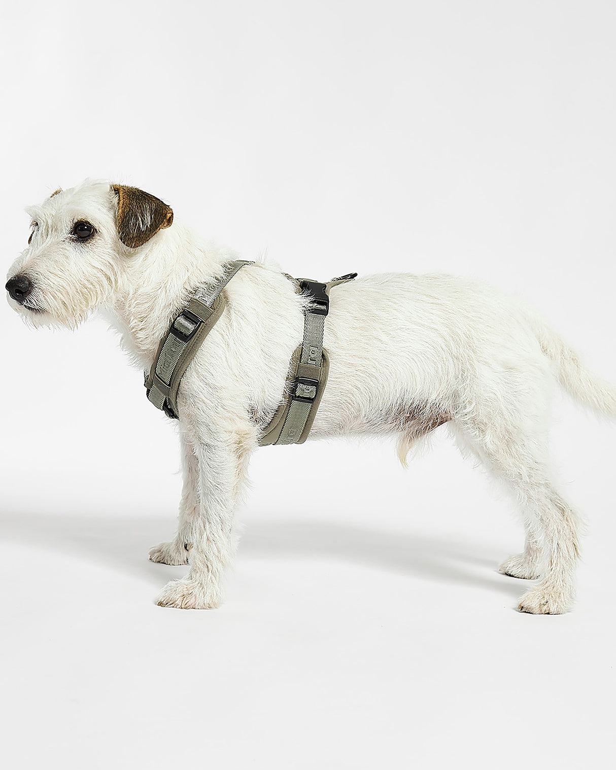 MODENA HARNESS | רתמה לכלב