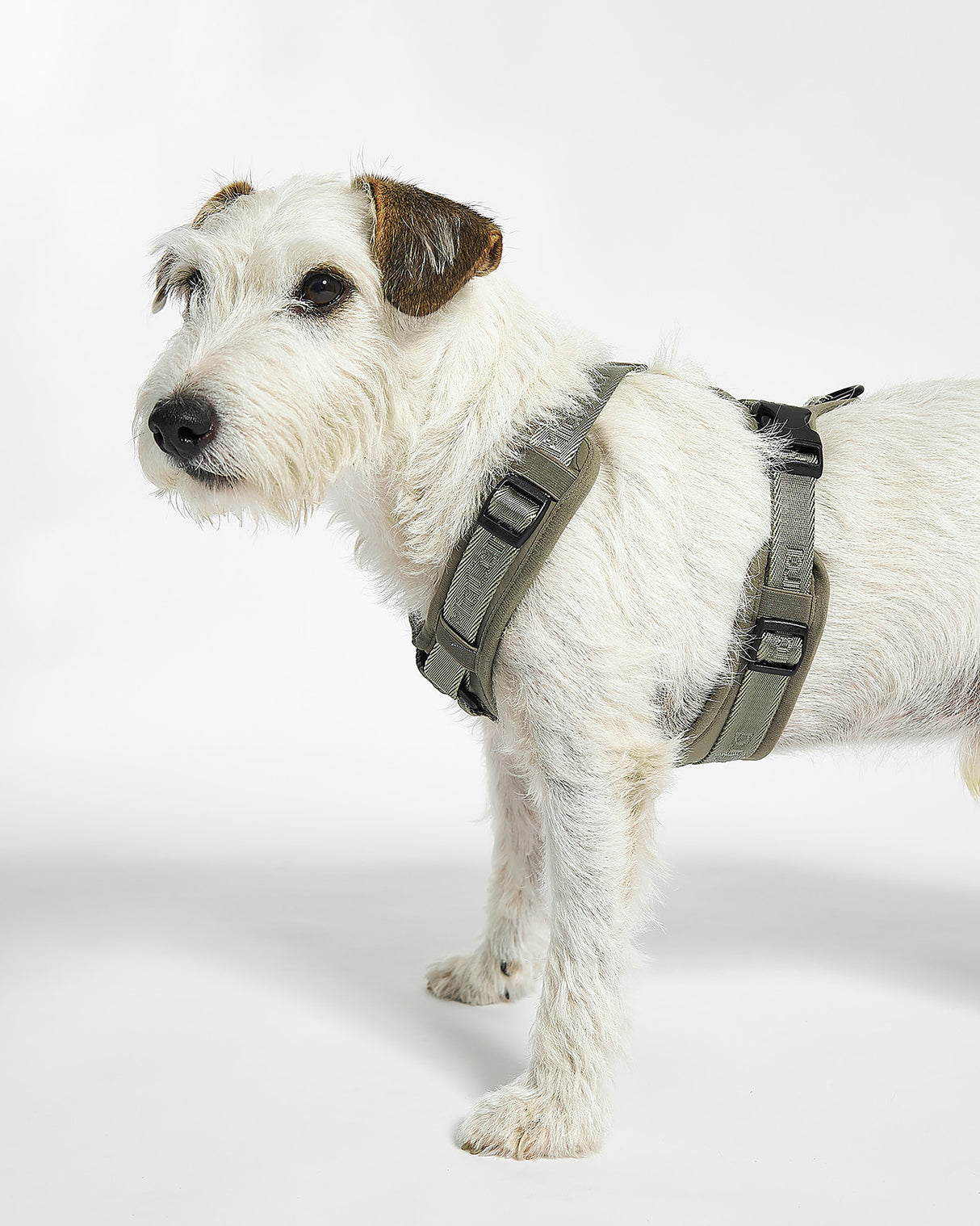 MODENA HARNESS | רתמה לכלב