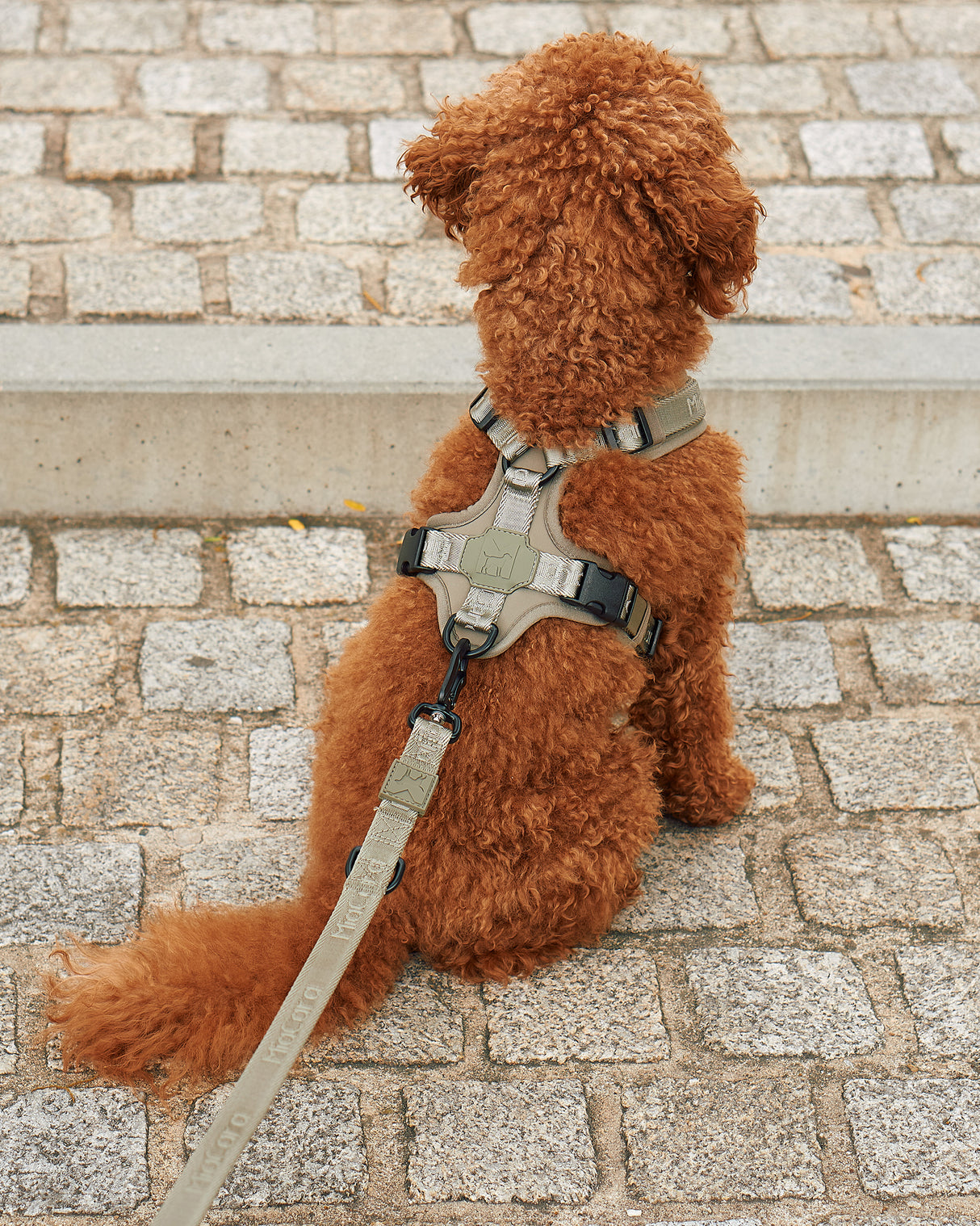 MODENA HARNESS | רתמה לכלב