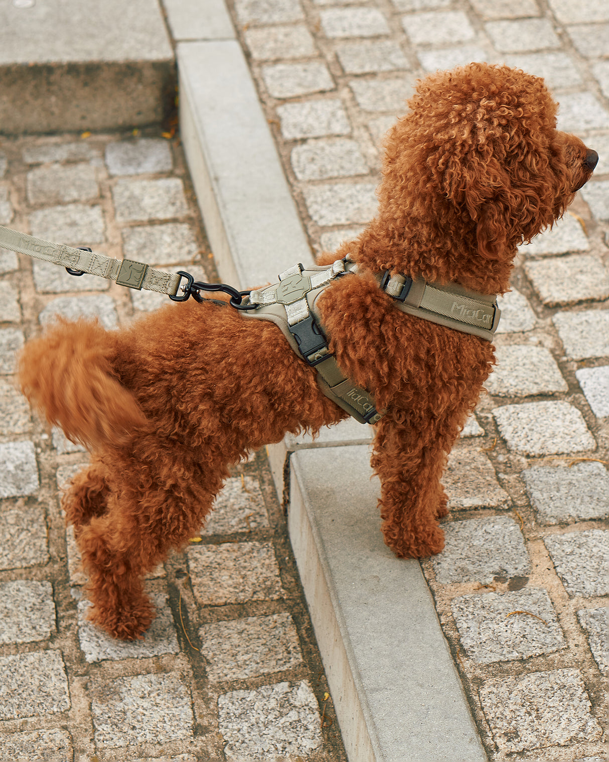 MODENA HARNESS | רתמה לכלב