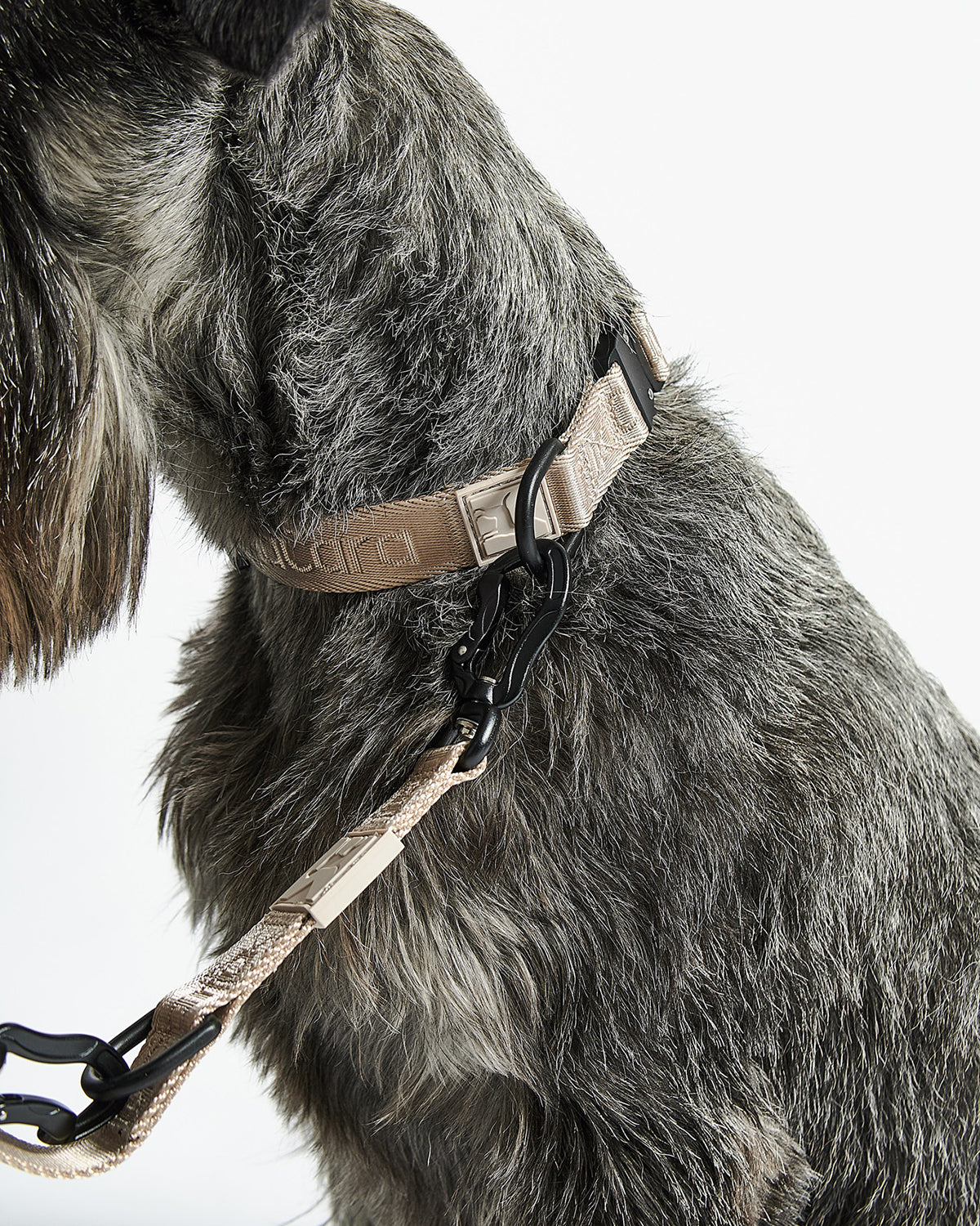 MODENA DOG COLLAR | קולר לכלב