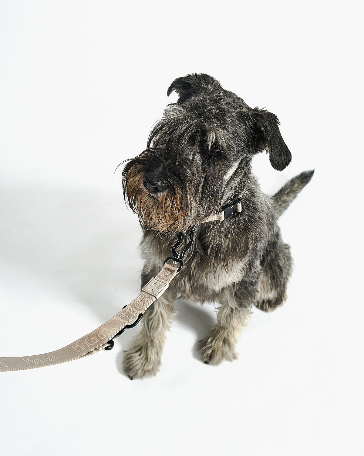 MODENA DOG COLLAR | קולר לכלב