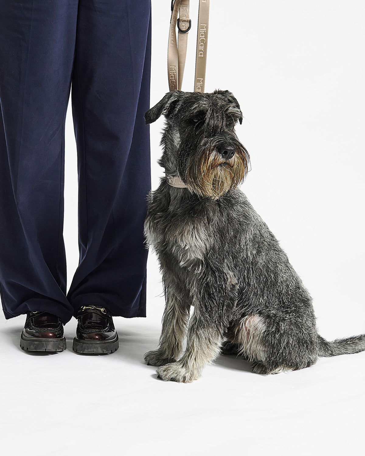 MODENA DOG COLLAR | קולר לכלב