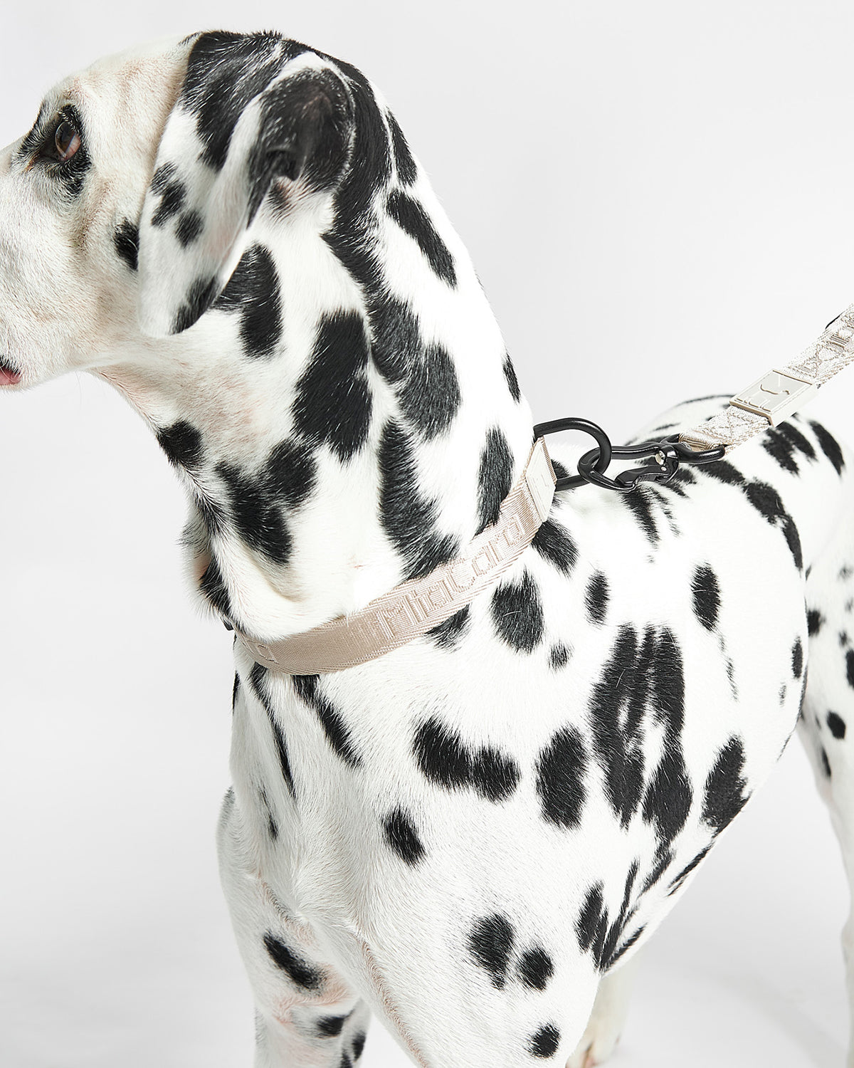 MODENA DOG COLLAR | קולר לכלב