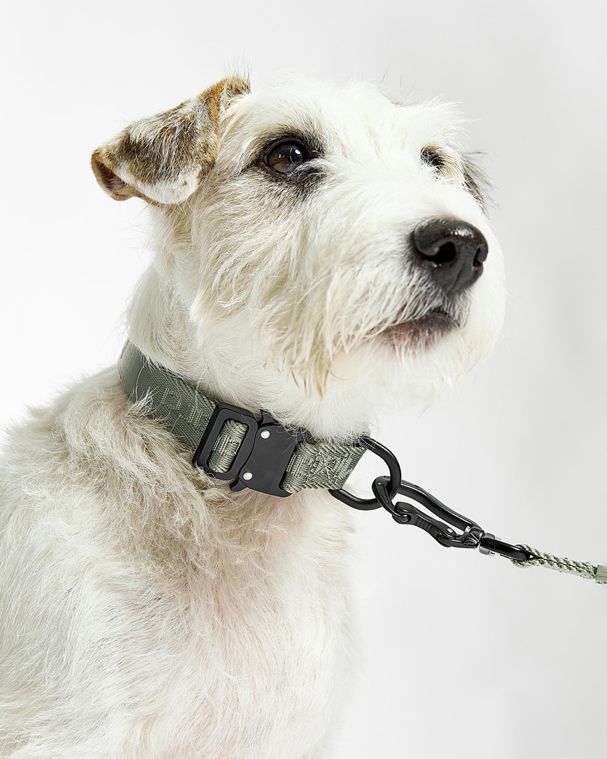 MODENA DOG COLLAR | קולר לכלב