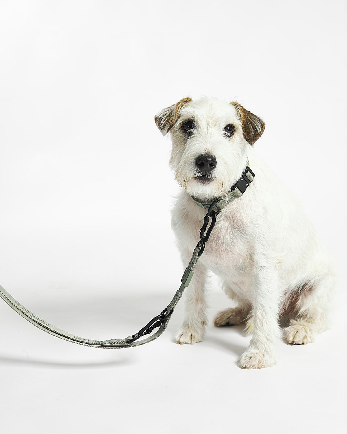 MODENA DOG COLLAR | קולר לכלב