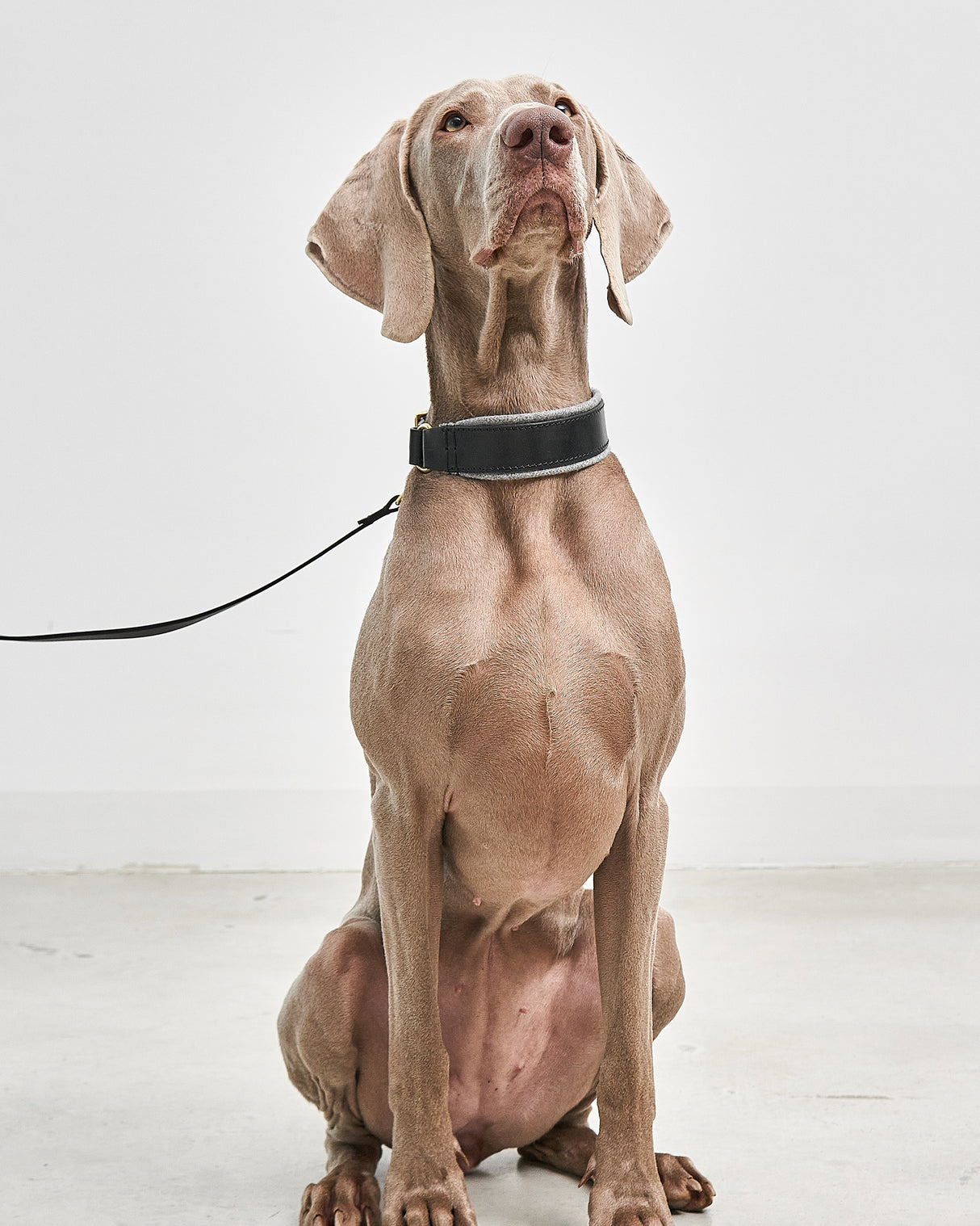 Siena Padded Leather Collar | קולר עור מרופד לכלב